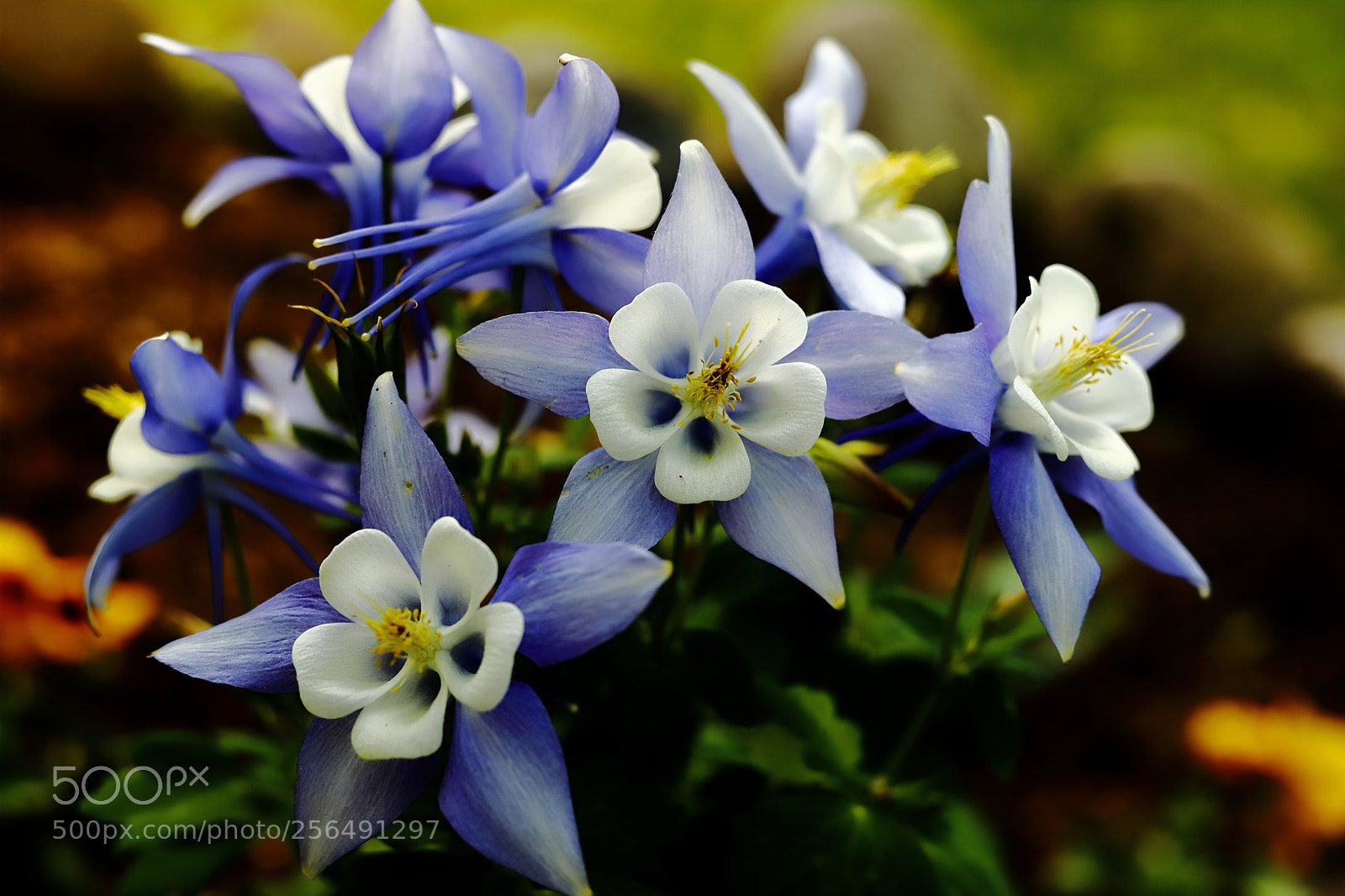 Canon EOS 6D Mark II sample photo. Colorado blue columbine photography