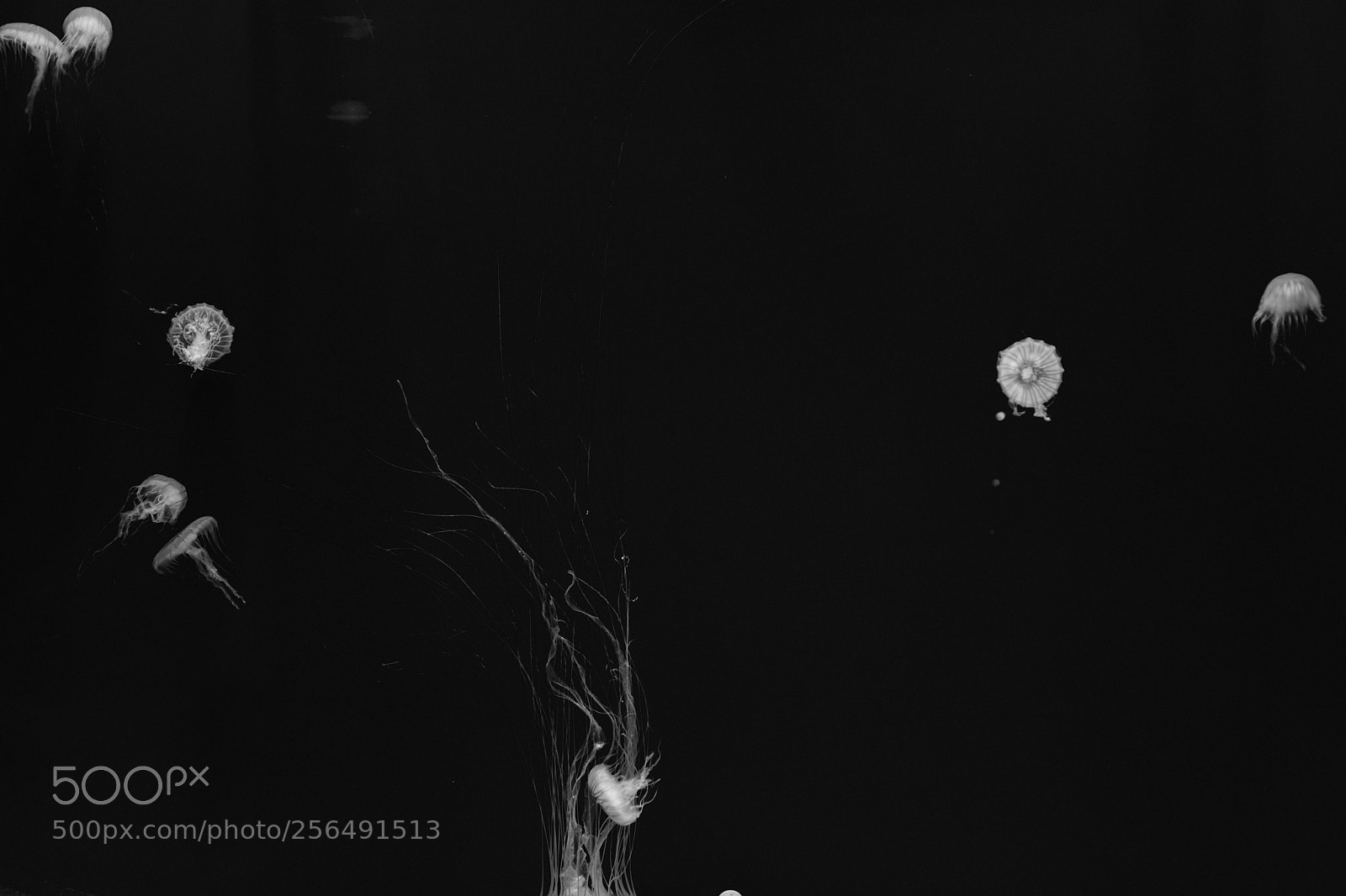 Fujifilm X100F sample photo. Jellies photography