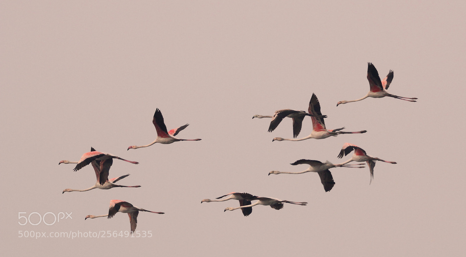 Canon EOS 60D sample photo. Flamingos photography
