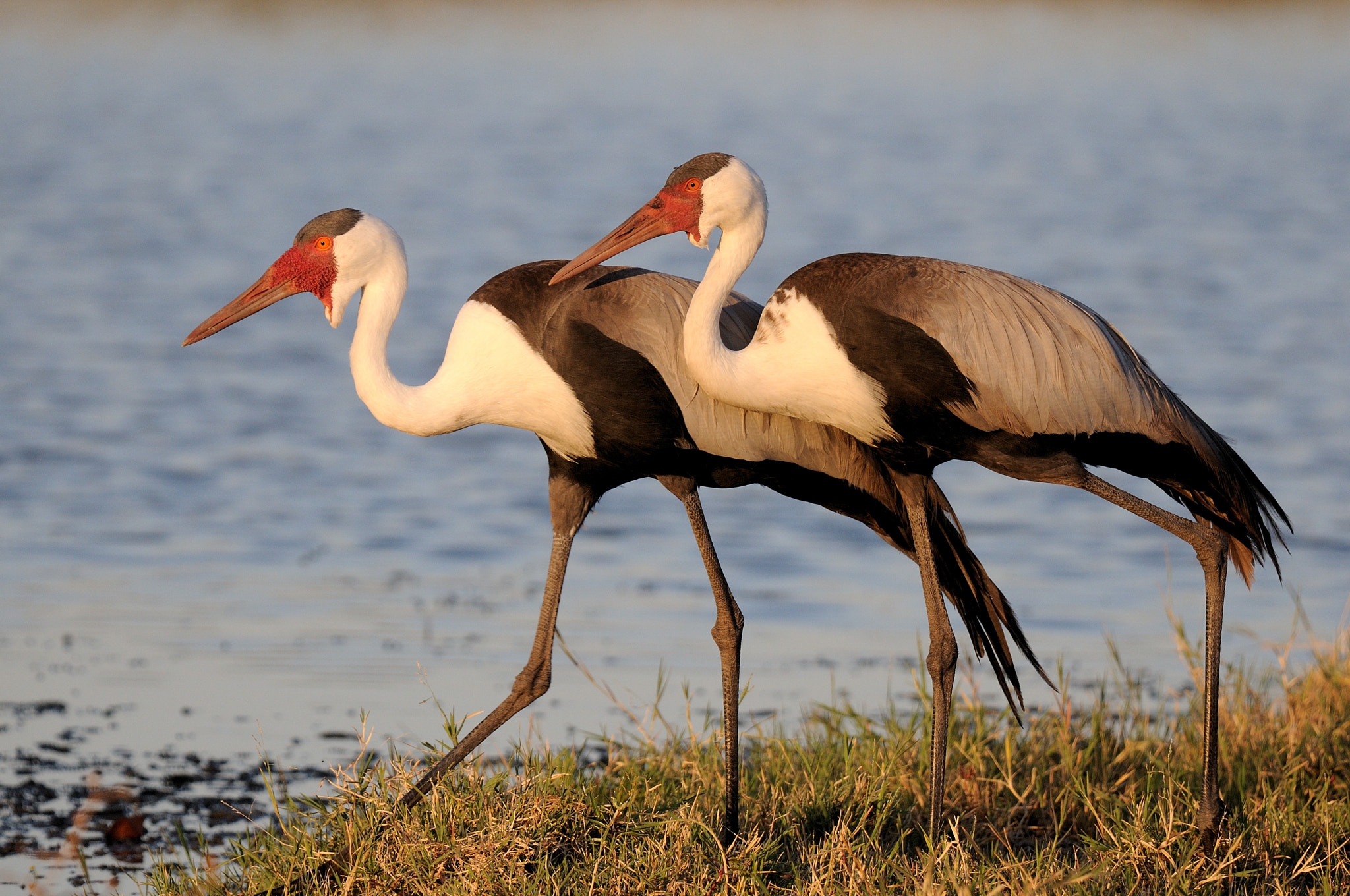 Nikon D300 sample photo. Bugeranus carunculatus observed at moremi photography