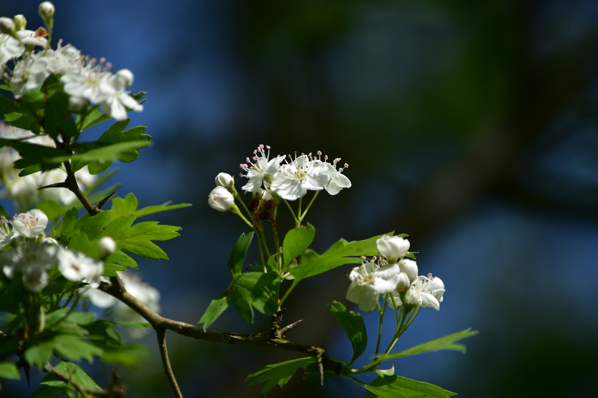 Nikon D5500 sample photo. Belle nature photography