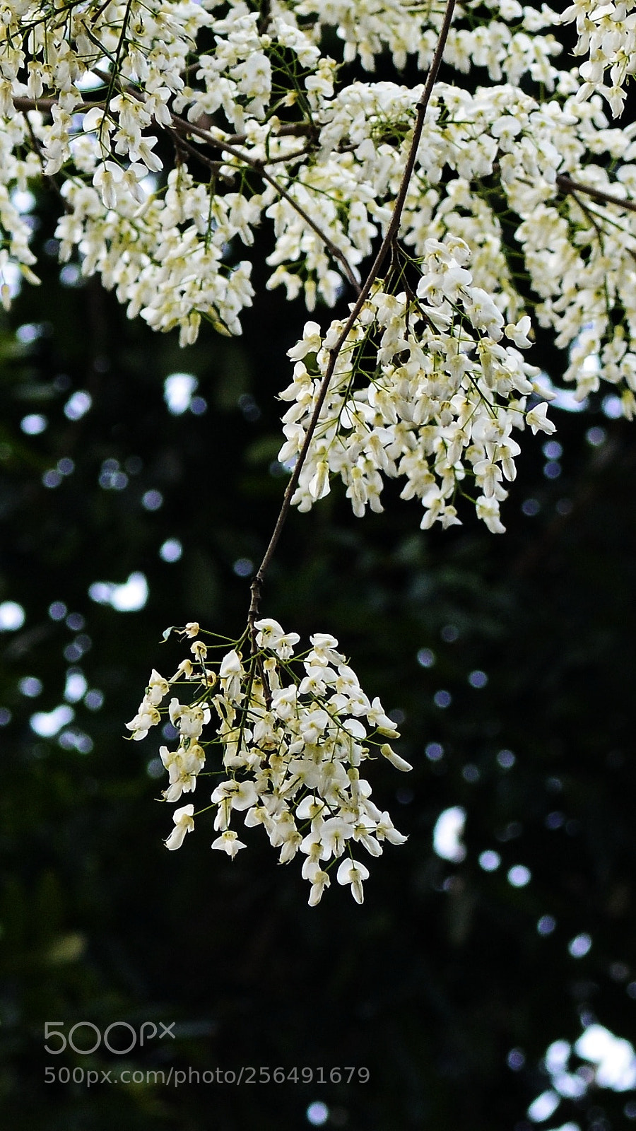 Nikon D7100 sample photo. Untitled photography