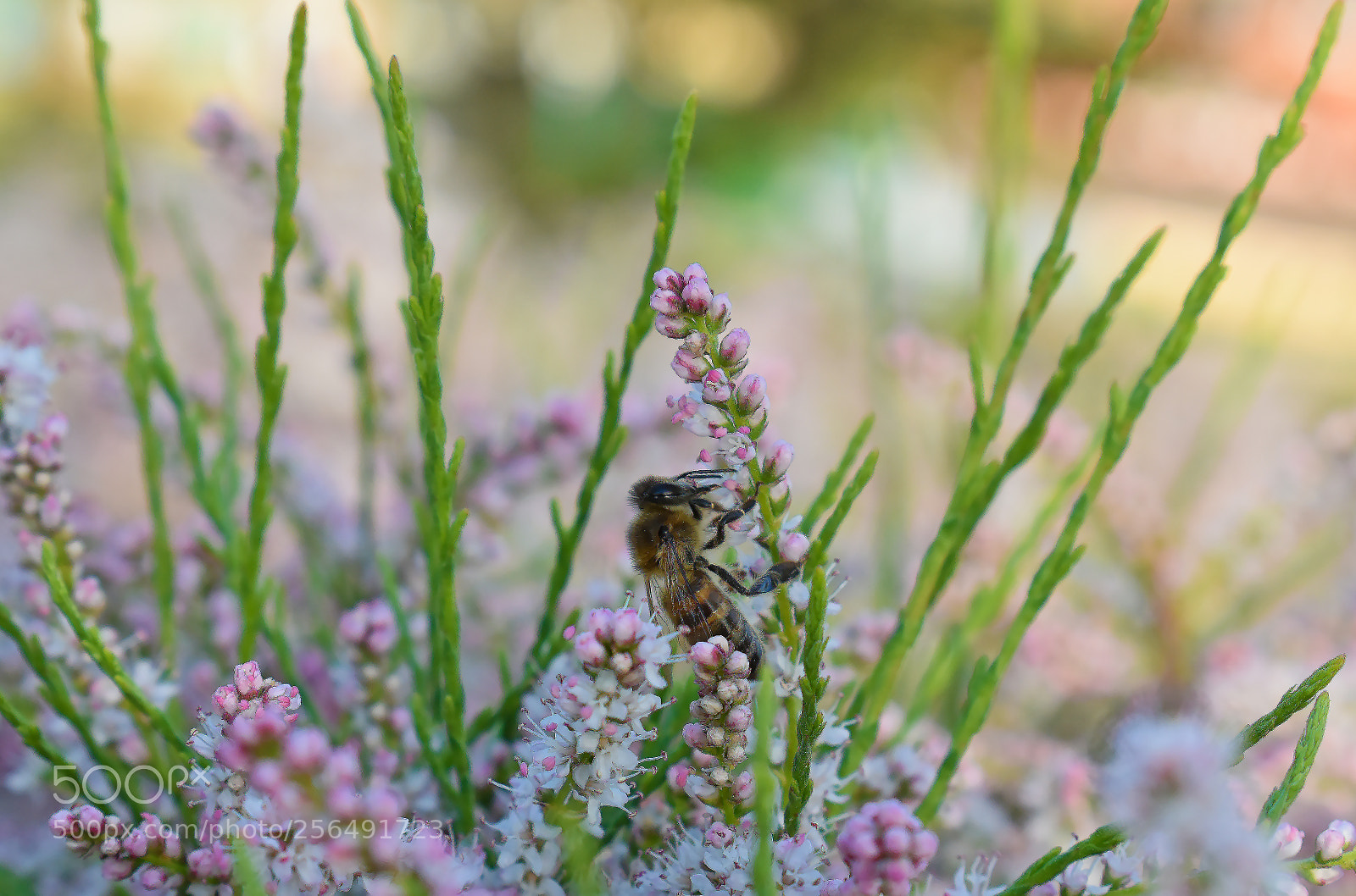 Nikon D5600 sample photo. Маленькая труженница photography