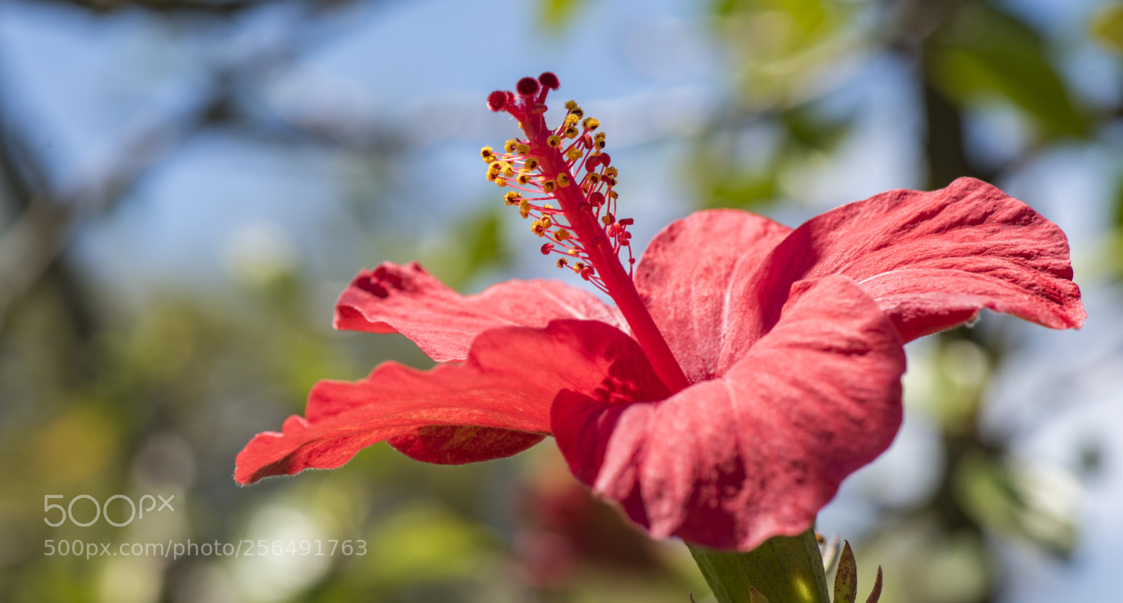 Nikon D810 sample photo. Fleur d'hibiscus. photography