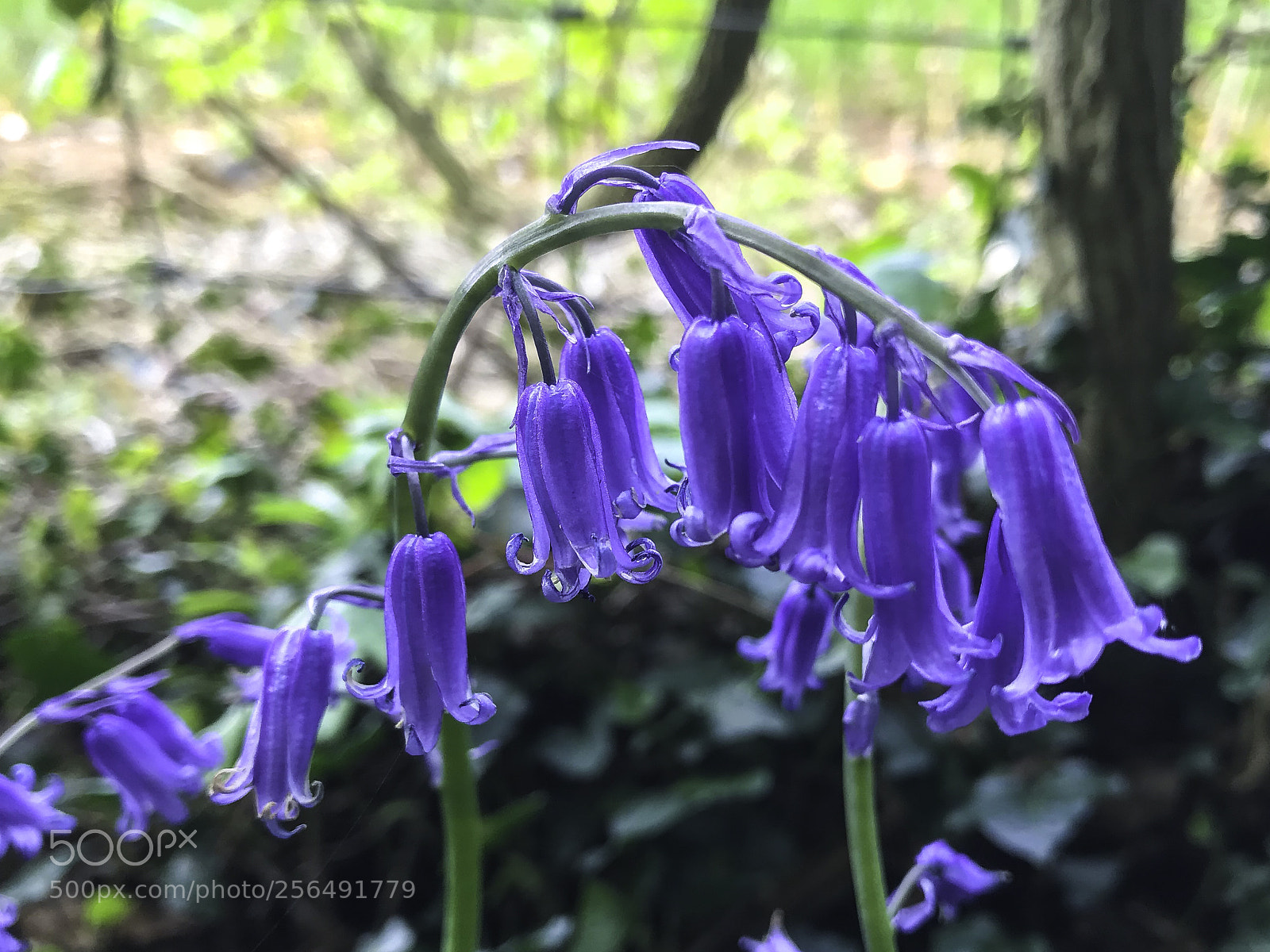 Apple iPhone 7 sample photo. Blooming bluebells photography