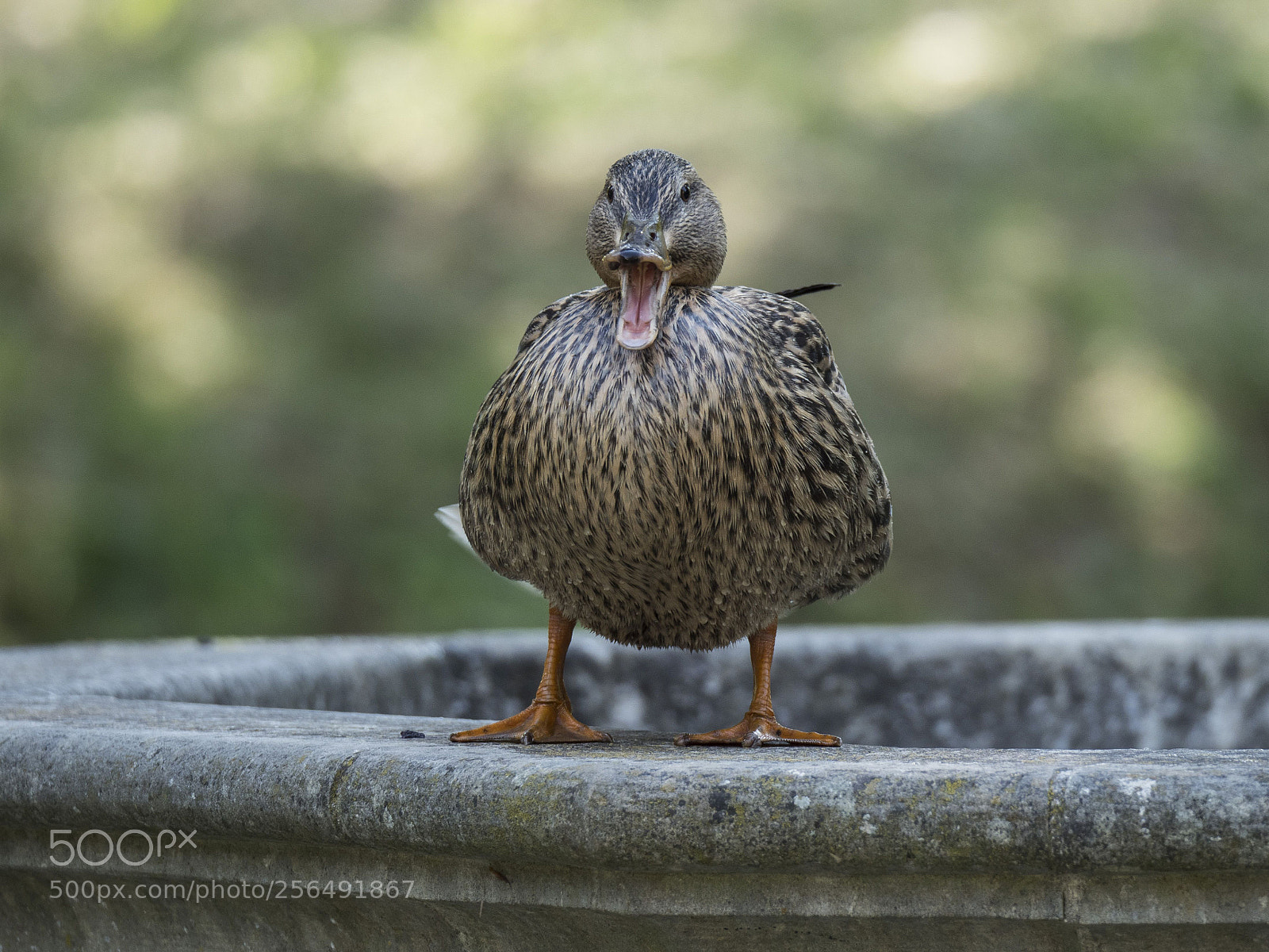 Olympus OM-D E-M1 Mark II sample photo. Quaaaaaaak!!!!!!! photography
