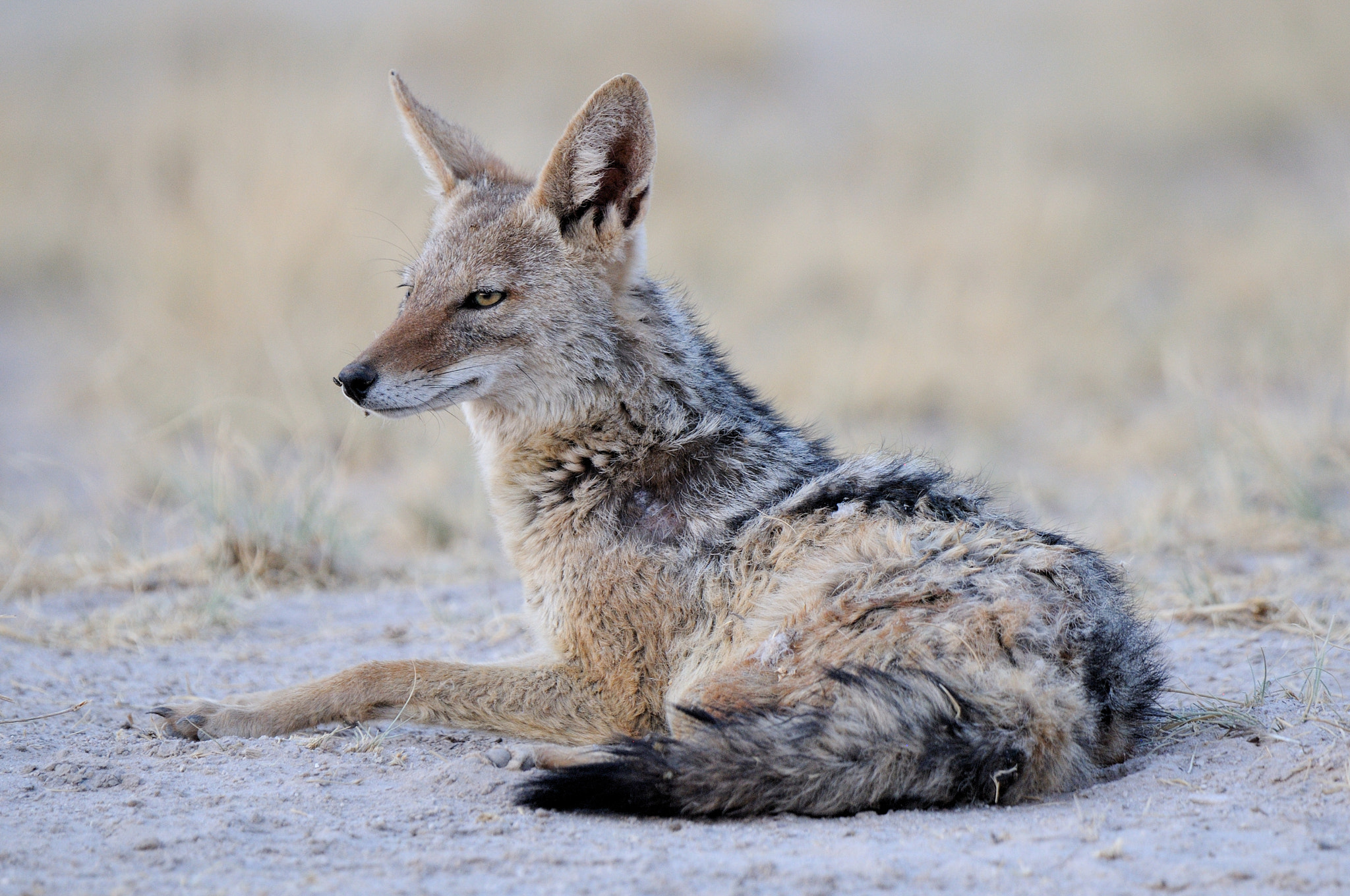 Nikon D300 sample photo. Canis mesomelas observed at mpaya in botswana. photography