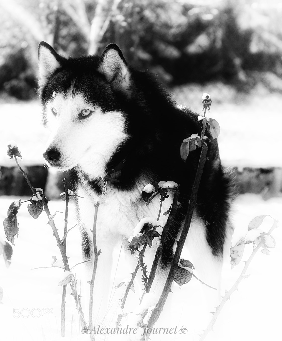 Canon EOS 300D (EOS Digital Rebel / EOS Kiss Digital) sample photo. My husky photography