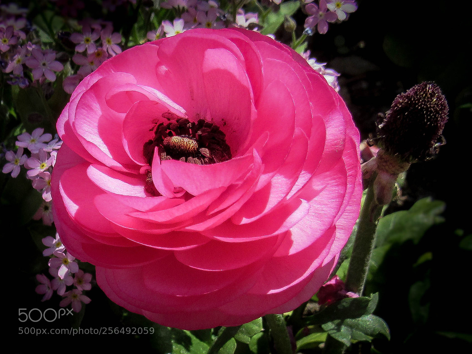 Canon PowerShot SX530 HS sample photo. Pink lady photography