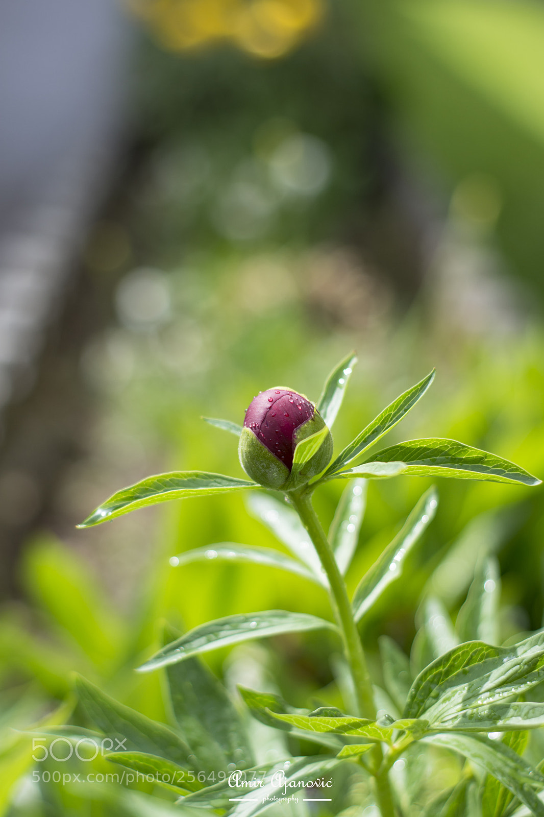 Nikon D7200 sample photo. Flower photography