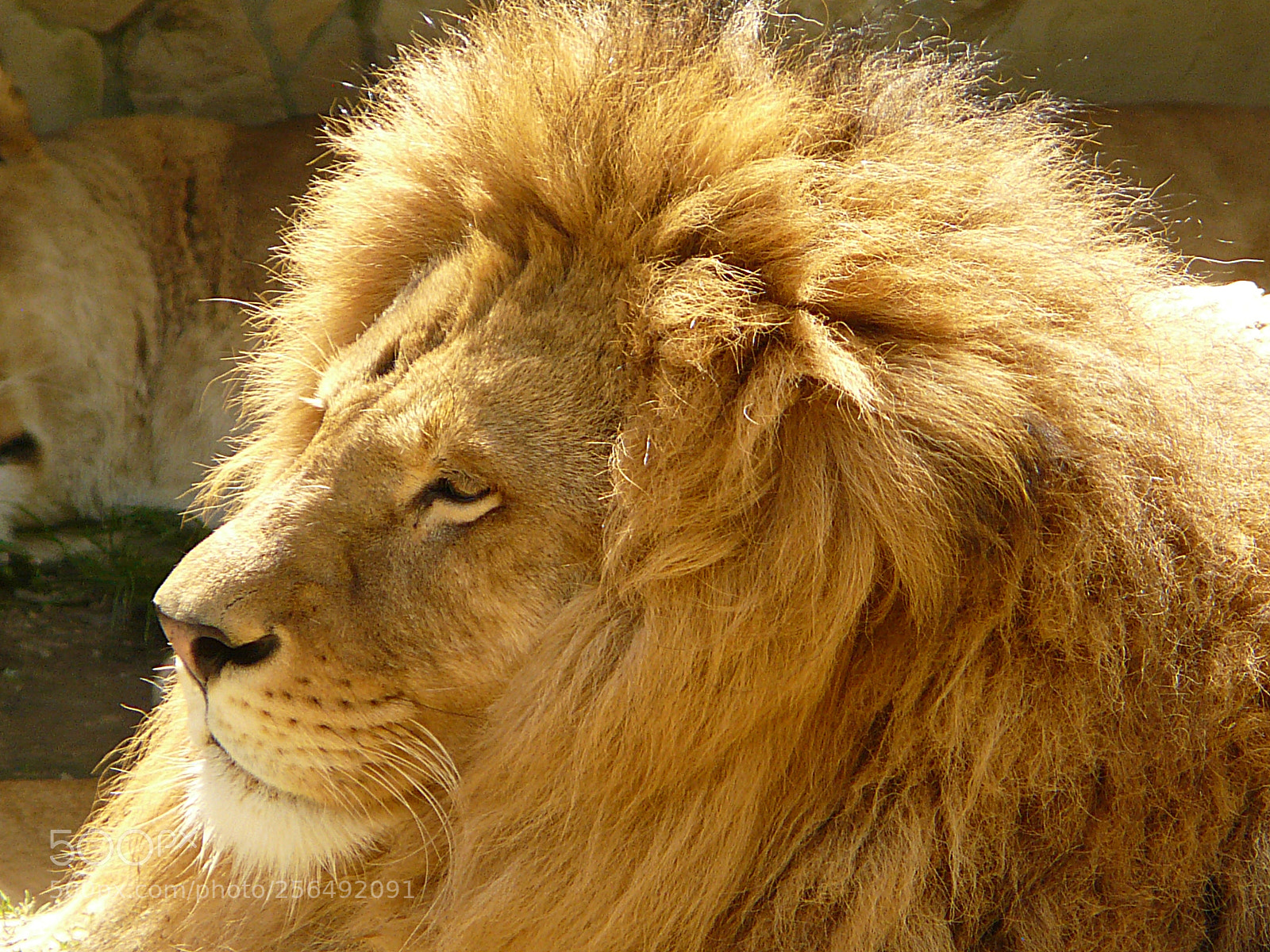 Panasonic DMC-FZ18 sample photo. King of animals photography