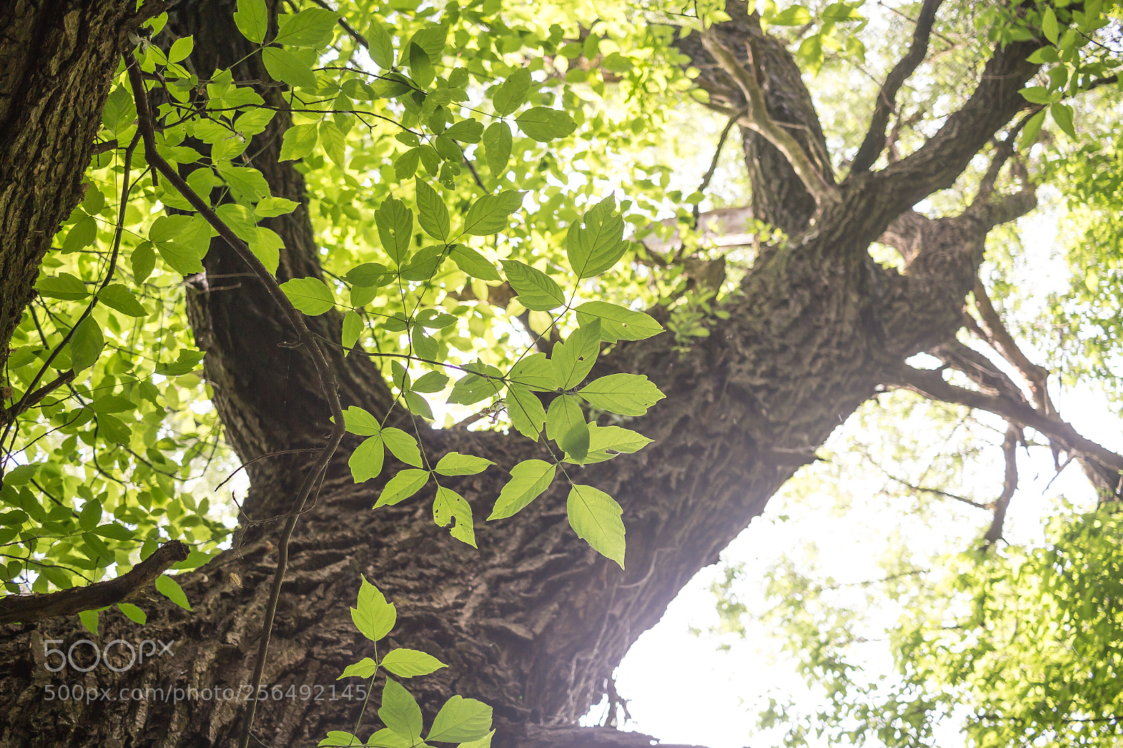 Canon EOS 100D (EOS Rebel SL1 / EOS Kiss X7) sample photo. Tree backlit by sun photography