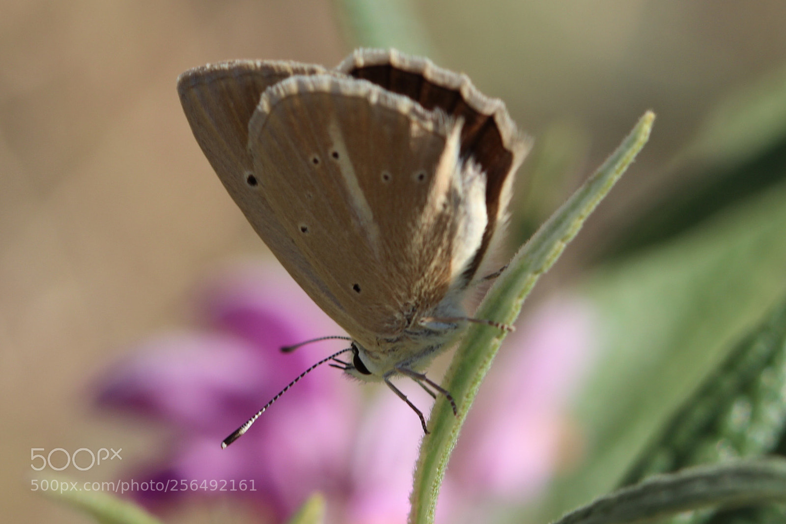 Canon EOS 600D (Rebel EOS T3i / EOS Kiss X5) sample photo. Brown butterfly photography