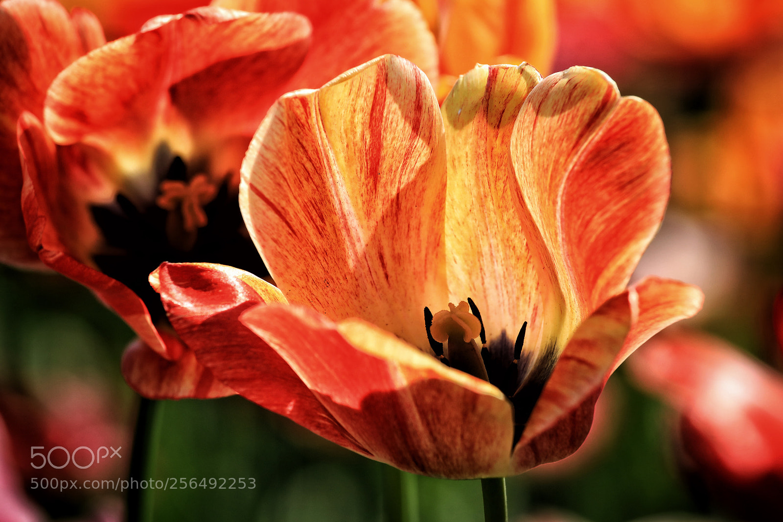 Canon EOS 5D Mark IV sample photo. Tulpen photography