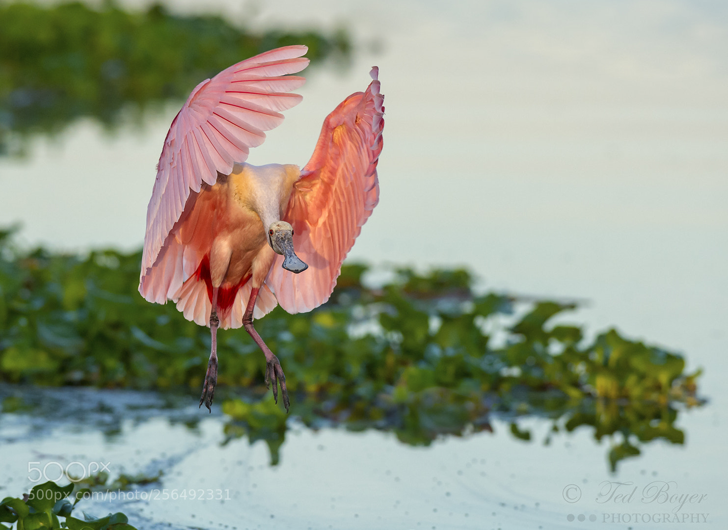 Nikon D4 sample photo. Spoonbil early landing photography