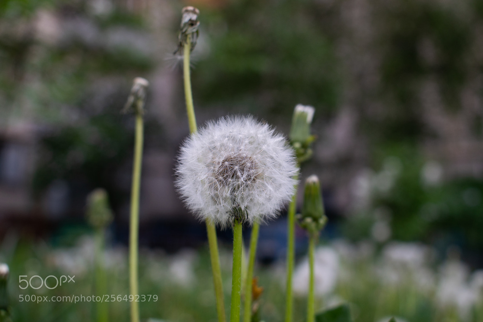Nikon D3300 sample photo. Spring photography