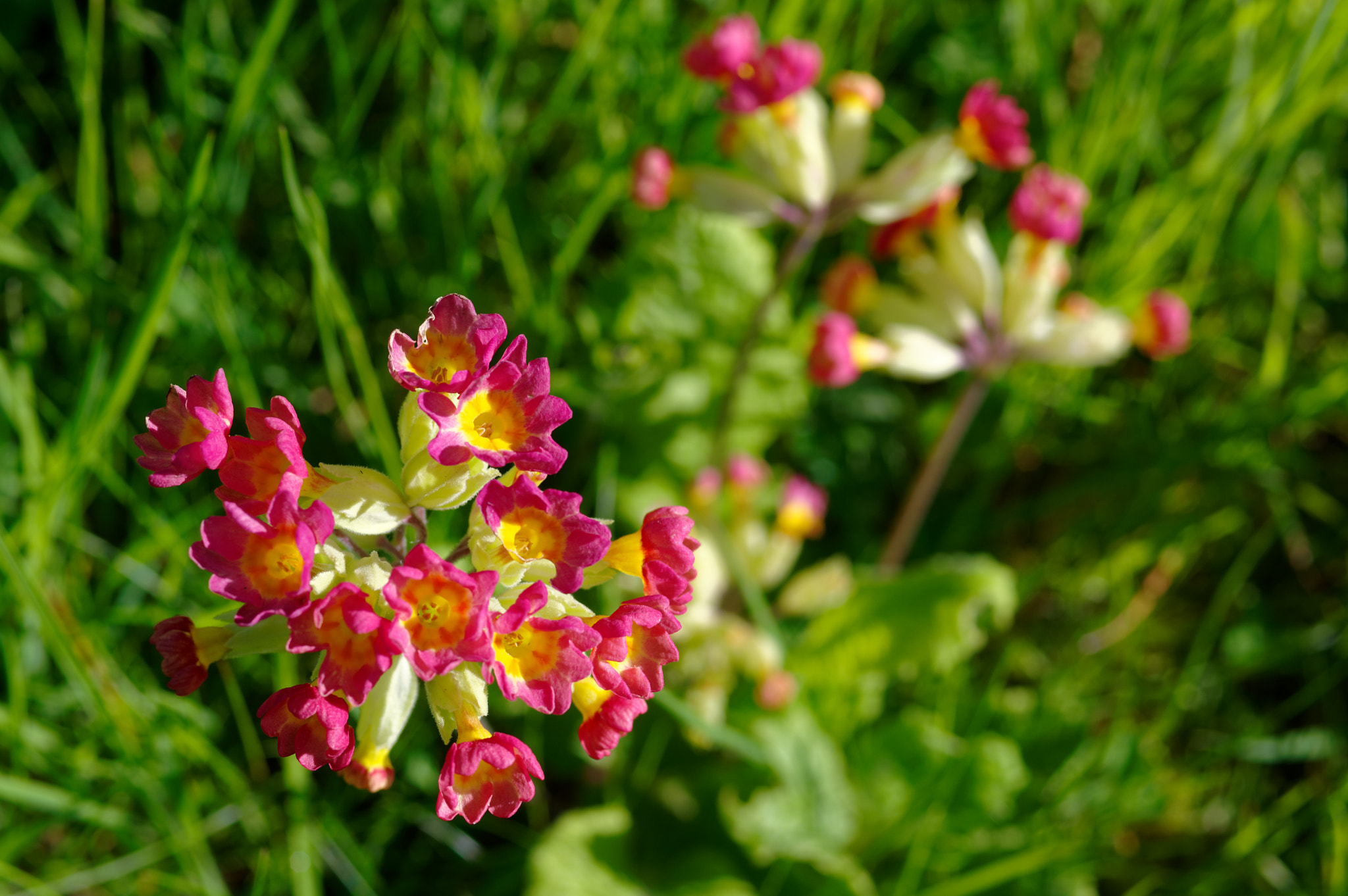 Pentax K-3 II sample photo. Pentax 50mm macro.wild flowers, photography
