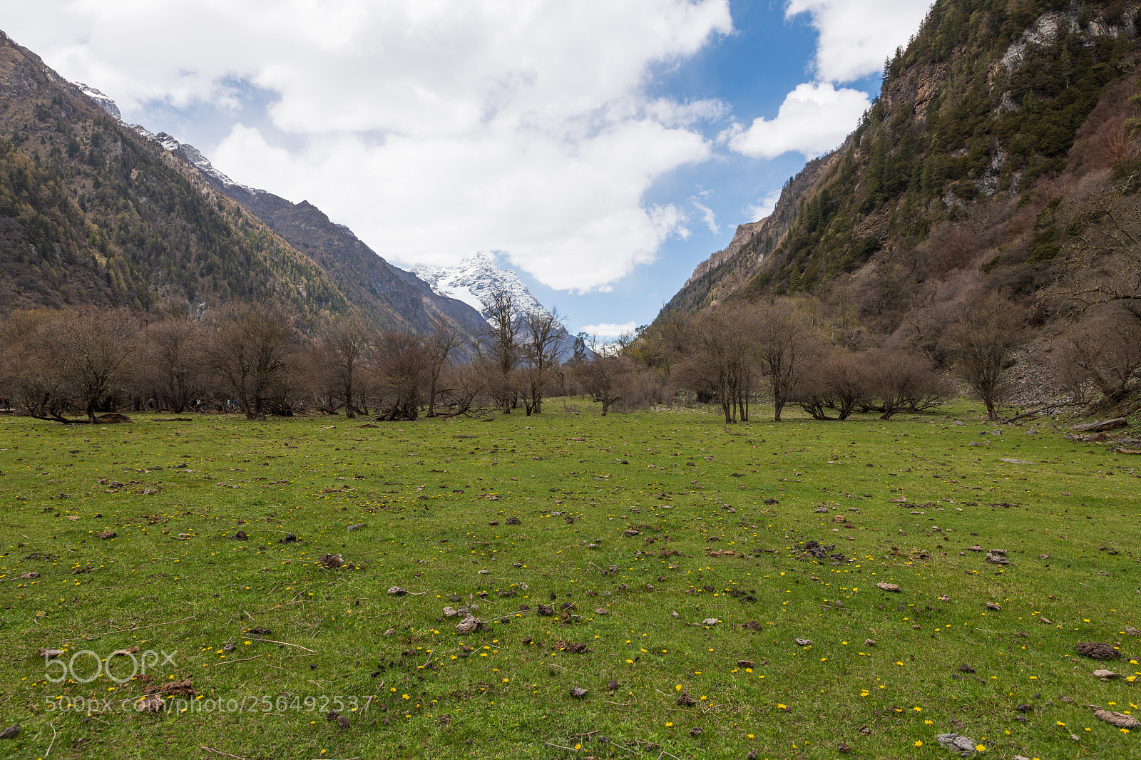 Nikon D850 sample photo. Spring - nature calls photography