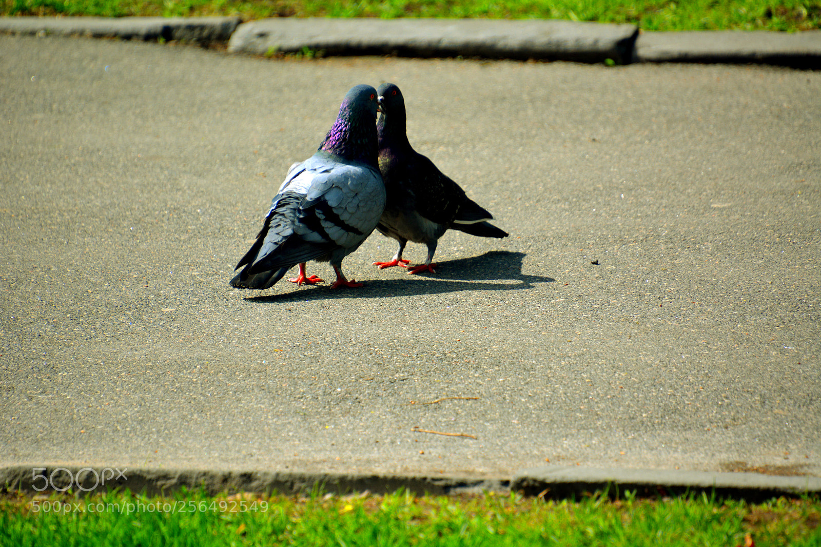 Nikon D5200 sample photo. The conversation. photography