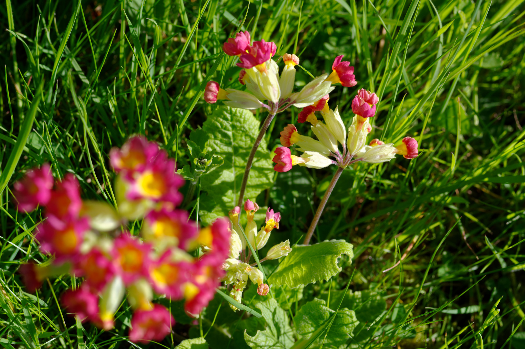 Pentax K-3 II + Pentax smc D-FA 50mm F2.8 Macro sample photo. Pentax 50mm macro.wild flowers, photography