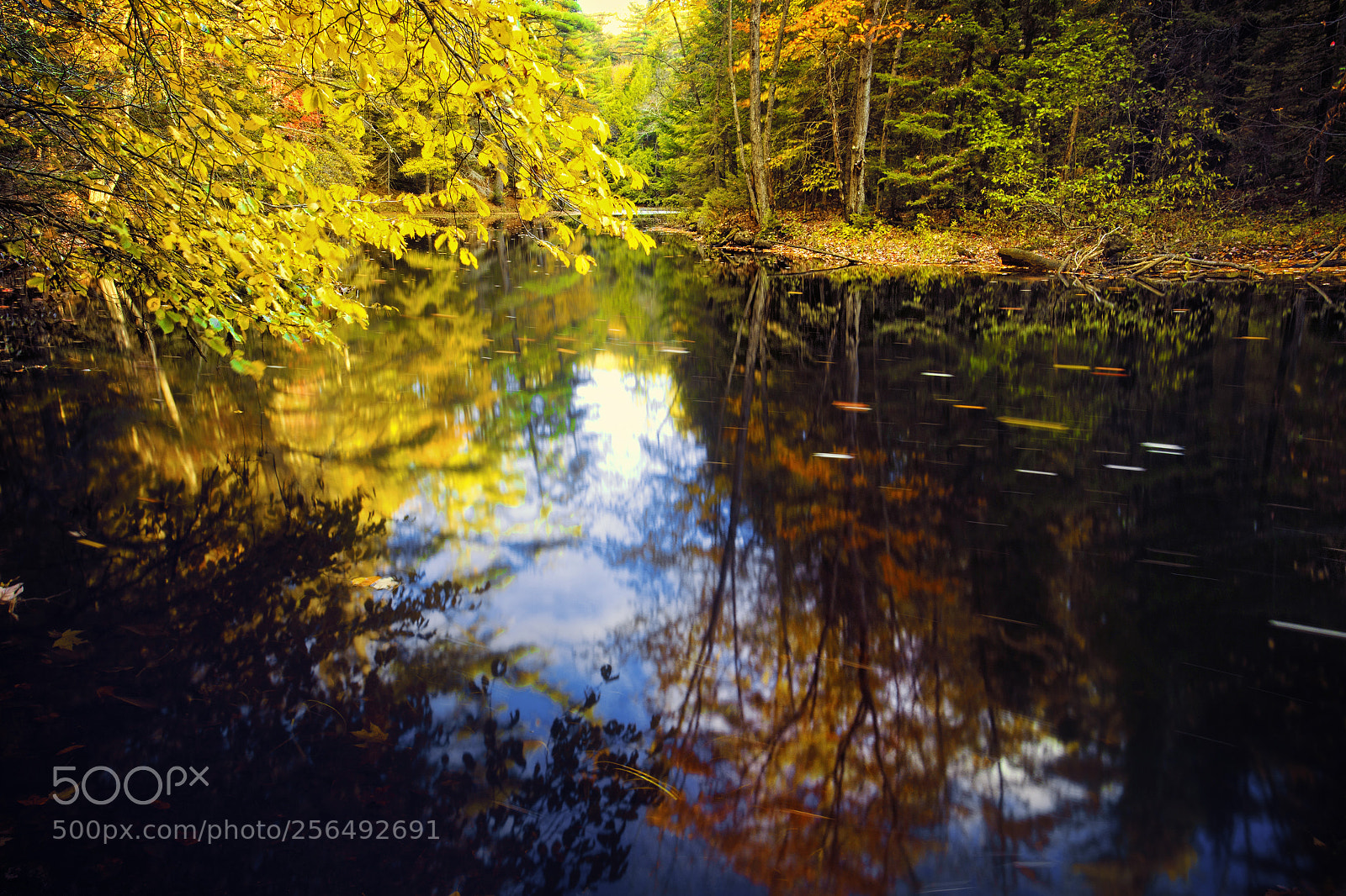 Canon EOS-1D X sample photo. Quiet place to reflect photography