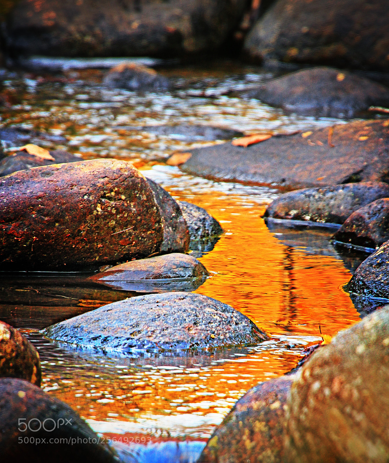 Canon EOS 7D sample photo. Autumn leaves reflecting in photography
