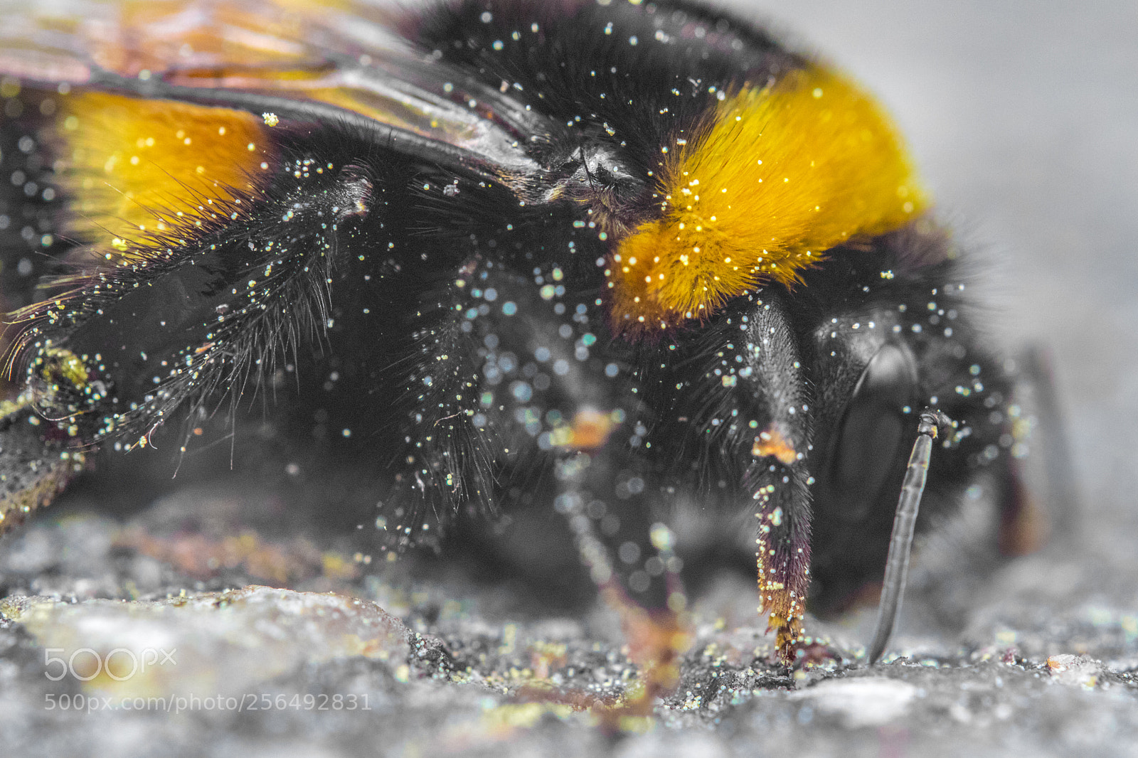 Canon EOS M5 sample photo. Bee-otch! photography