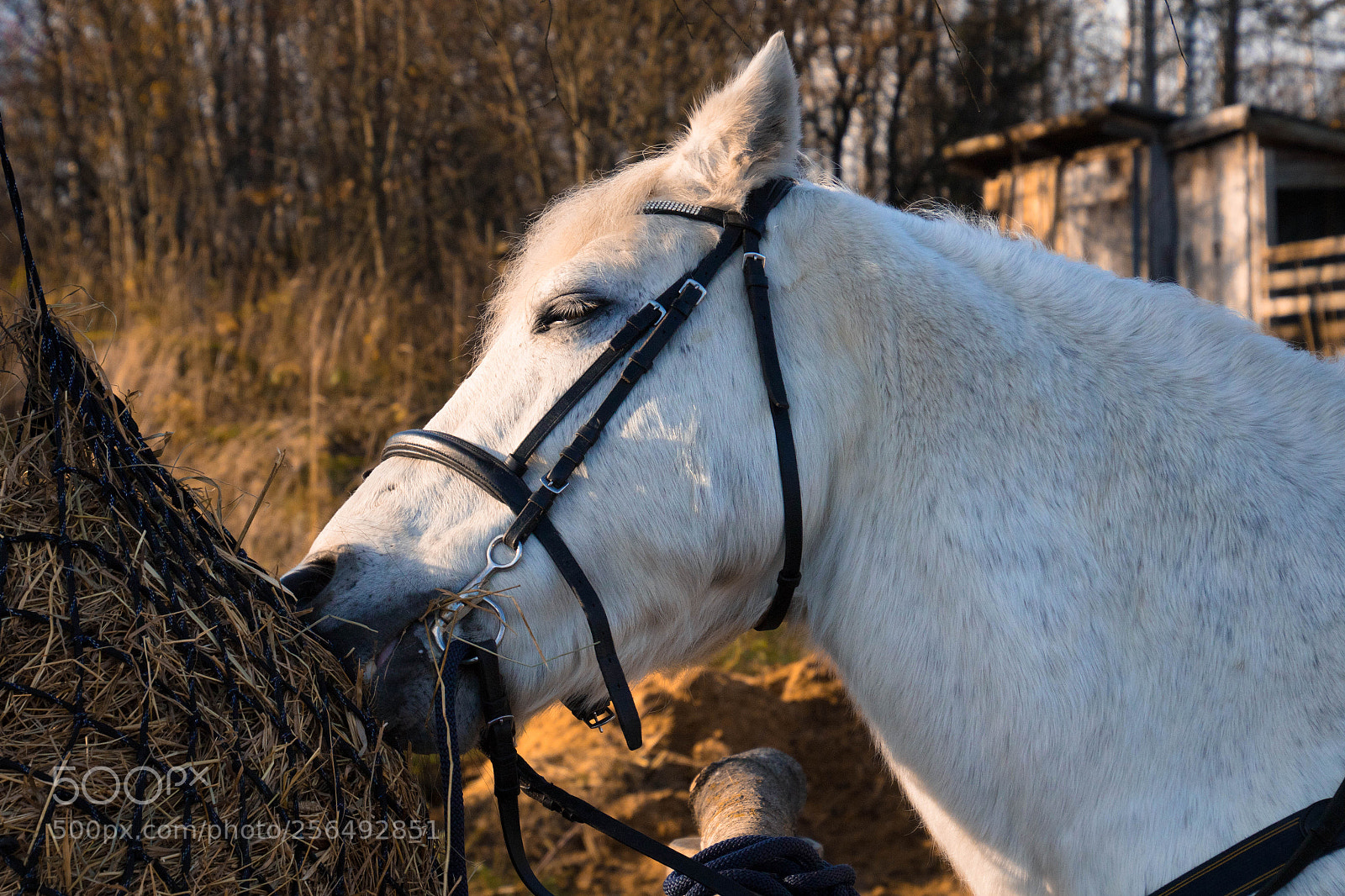 Canon EOS 7D Mark II sample photo. A photography