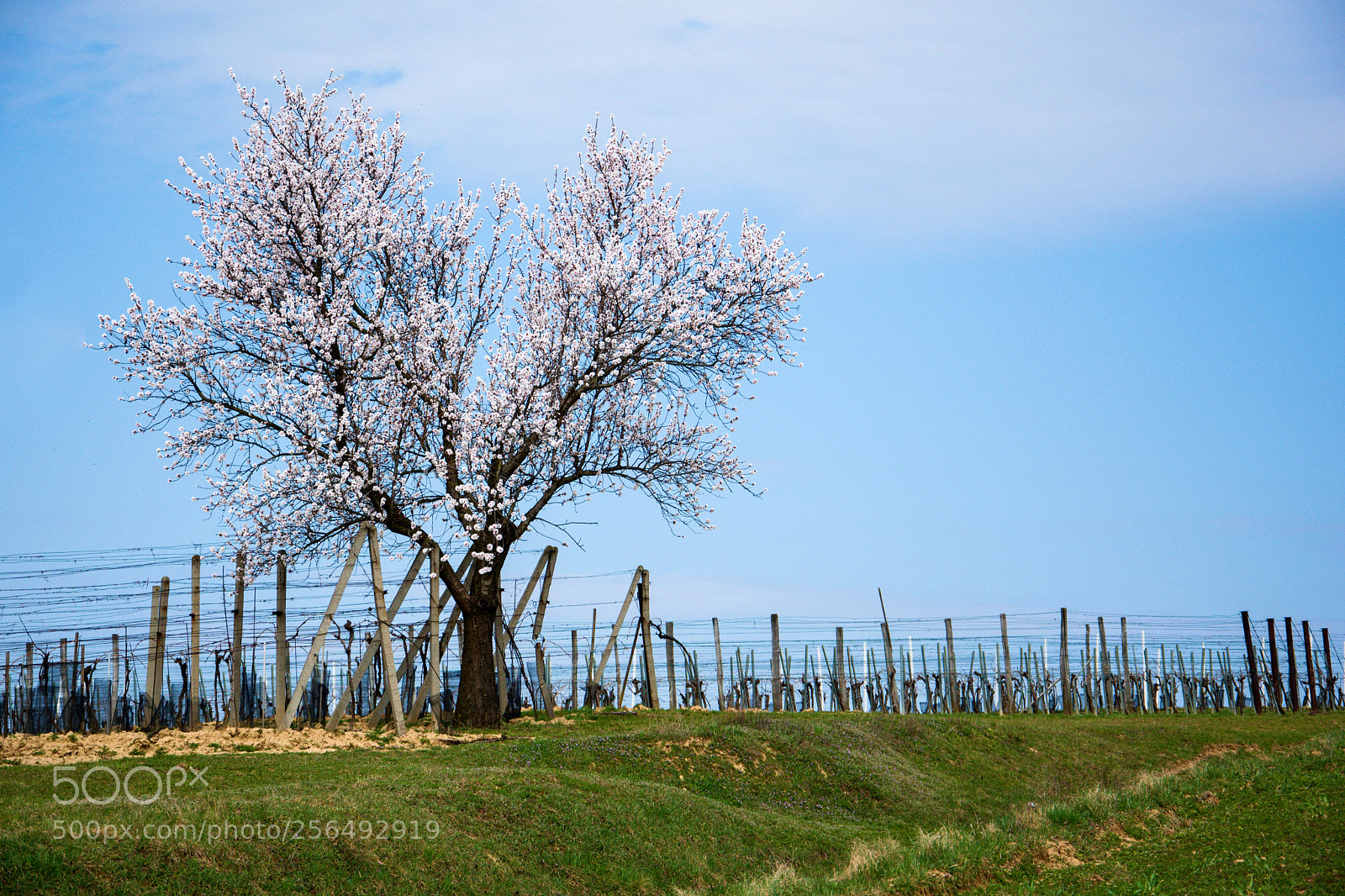 Nikon D3300 sample photo. Almond tree photography