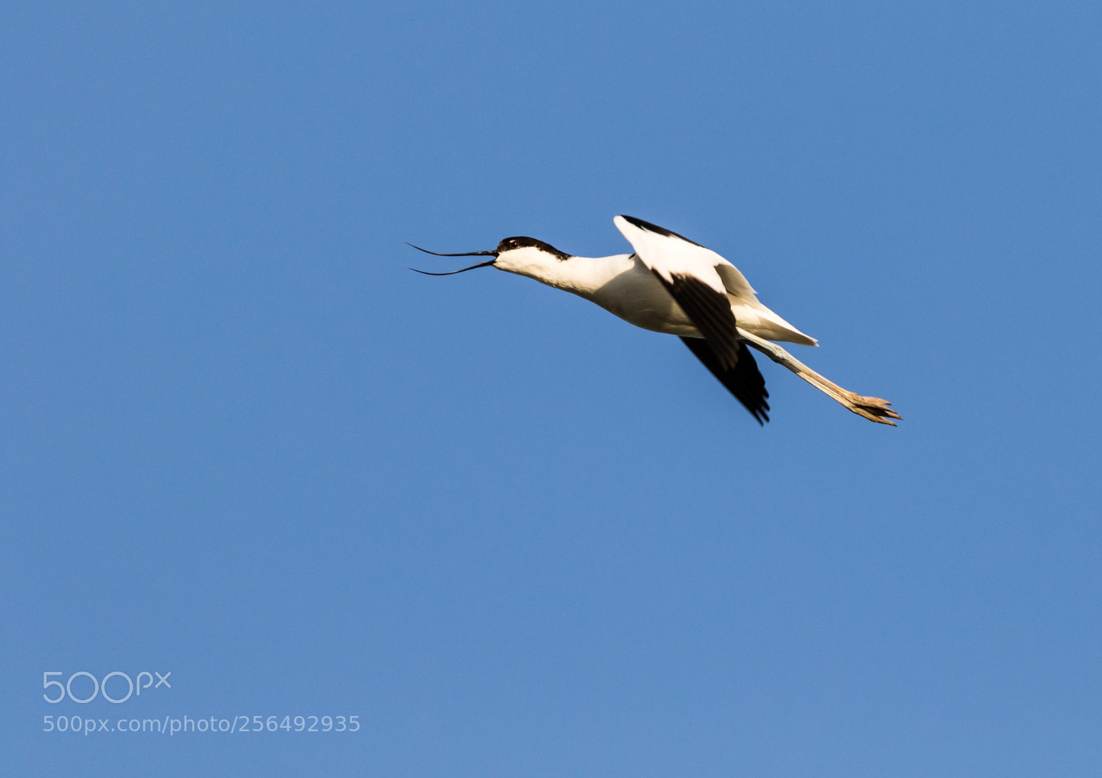 Canon EOS 7D Mark II sample photo. Pied avocet (recurvirostra avosetta) photography