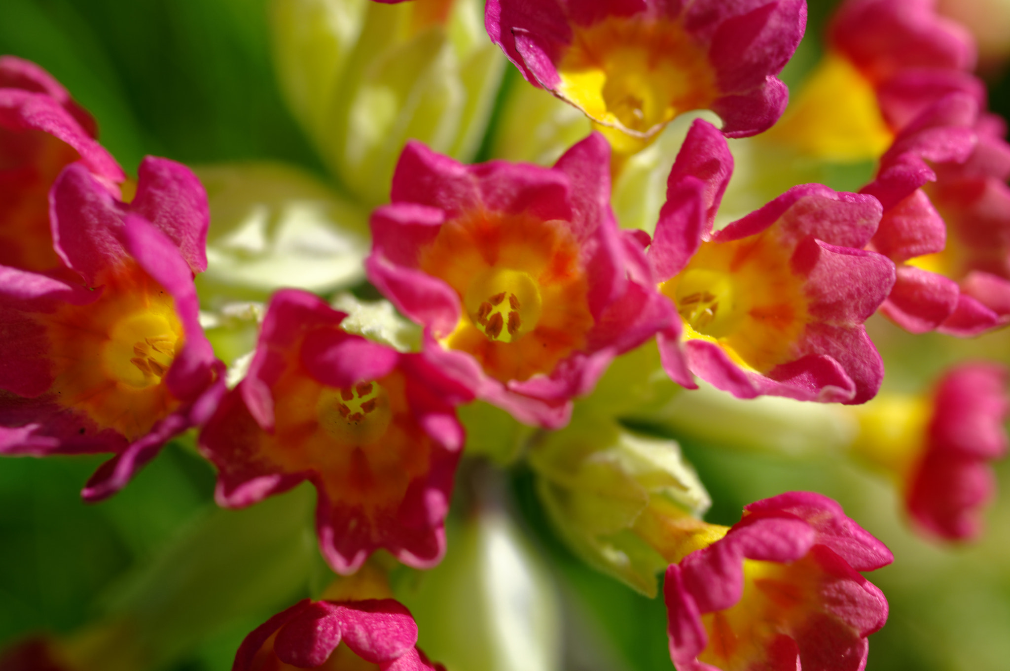 Pentax K-3 II sample photo. Pentax 50mm macro.wild flowers, photography