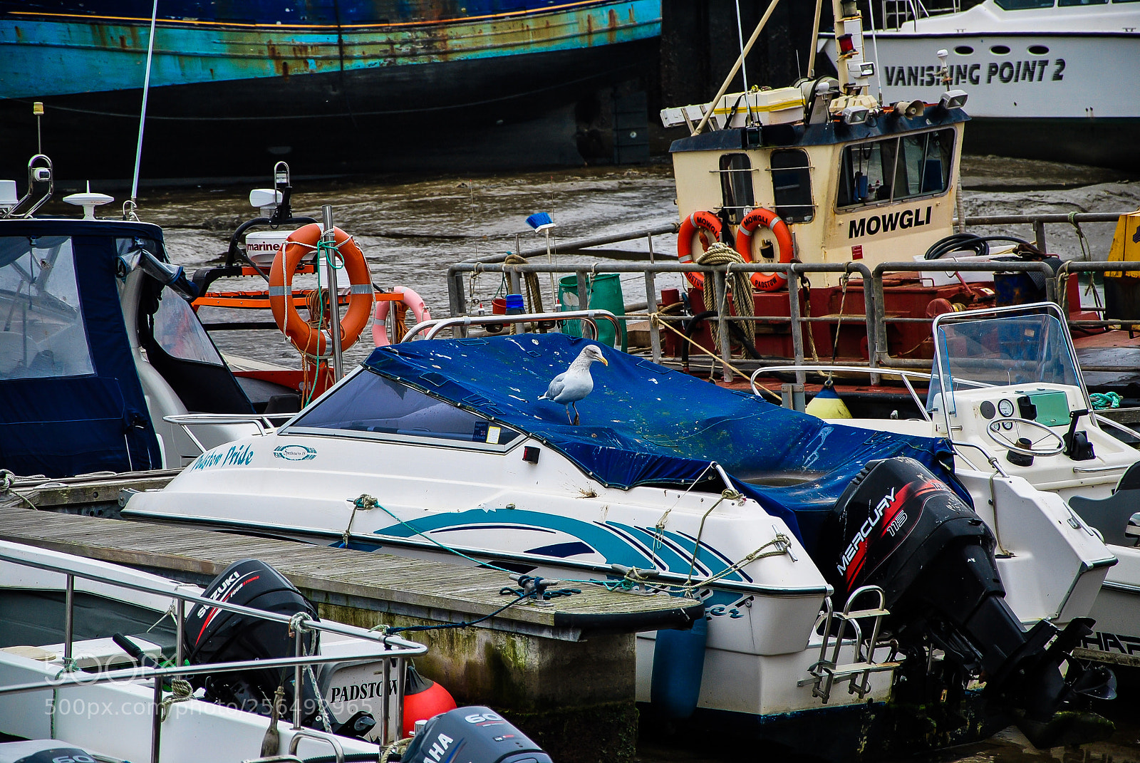 Nikon D3000 sample photo. Bird on boat photography