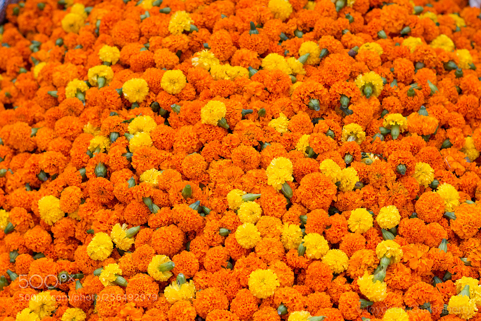 Canon EOS 70D sample photo. Marigold . photography