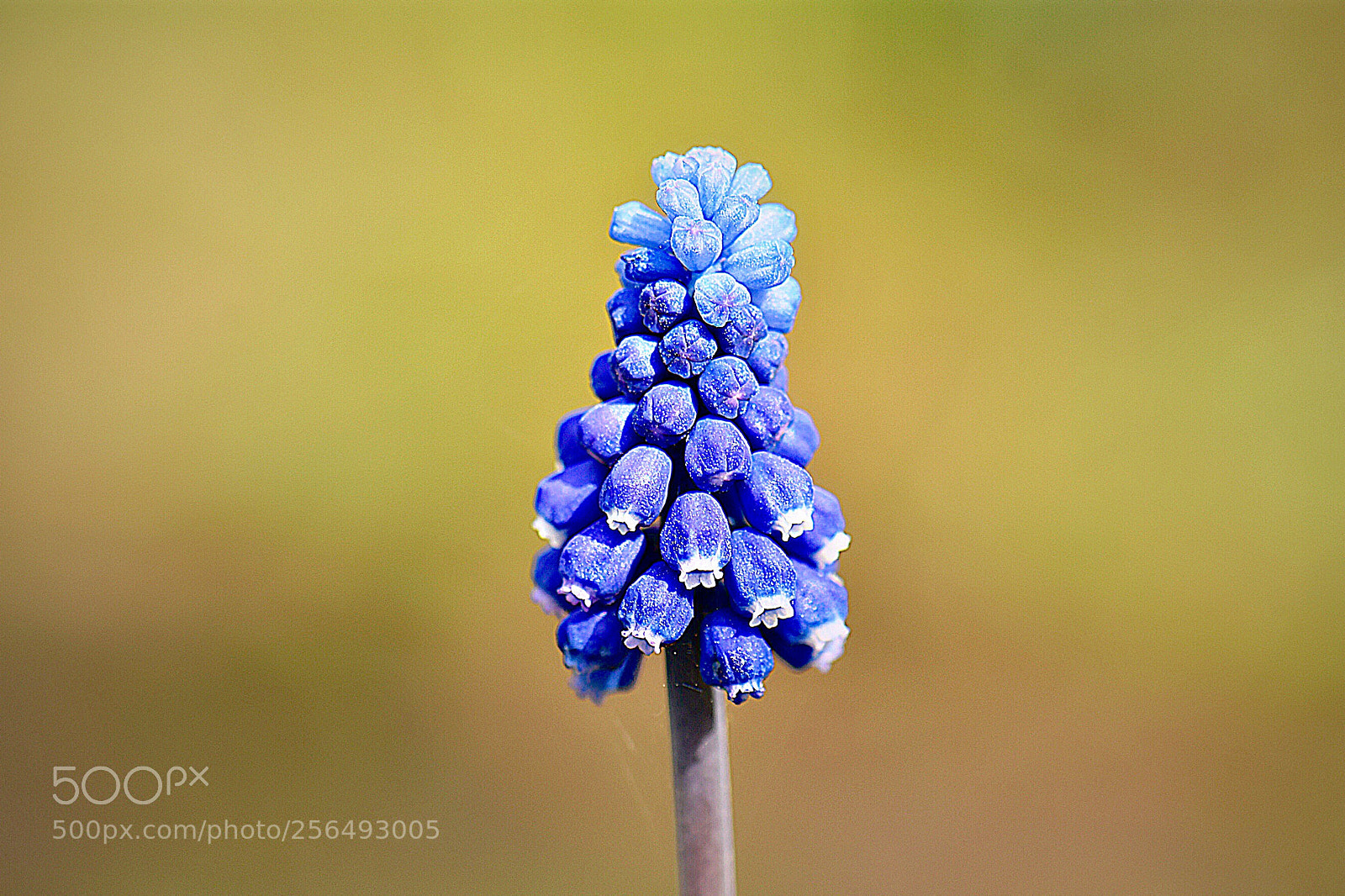 Nikon D500 sample photo. Flower  photography