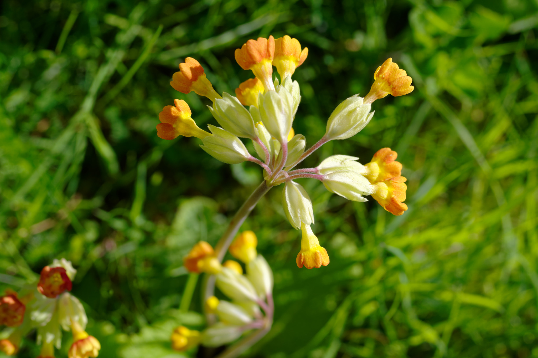 Pentax K-3 II sample photo. Pentax 50mm macro.wild flowers, photography