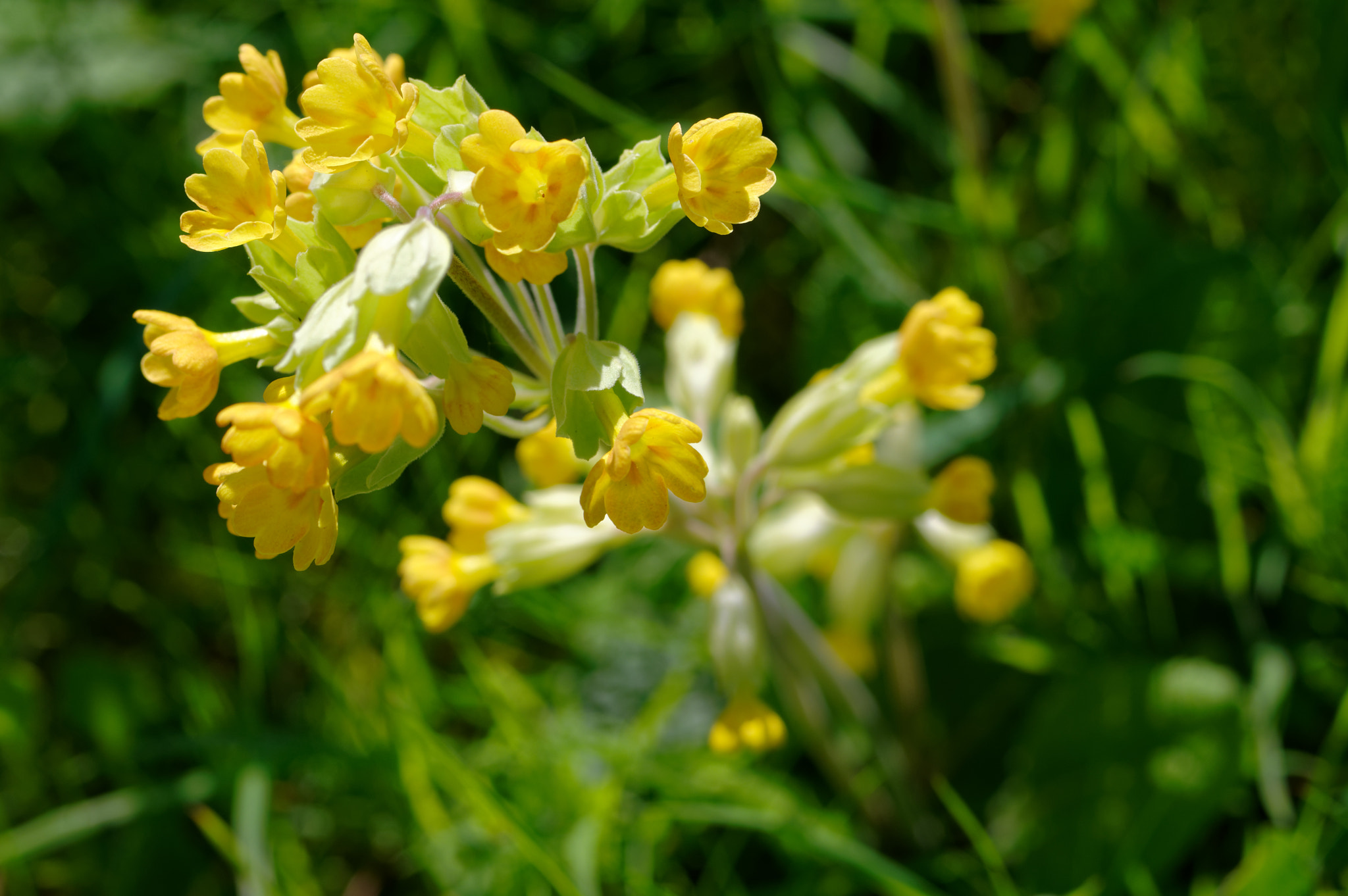 Pentax K-3 II sample photo. Pentax 50mm macro.wild flowers, photography