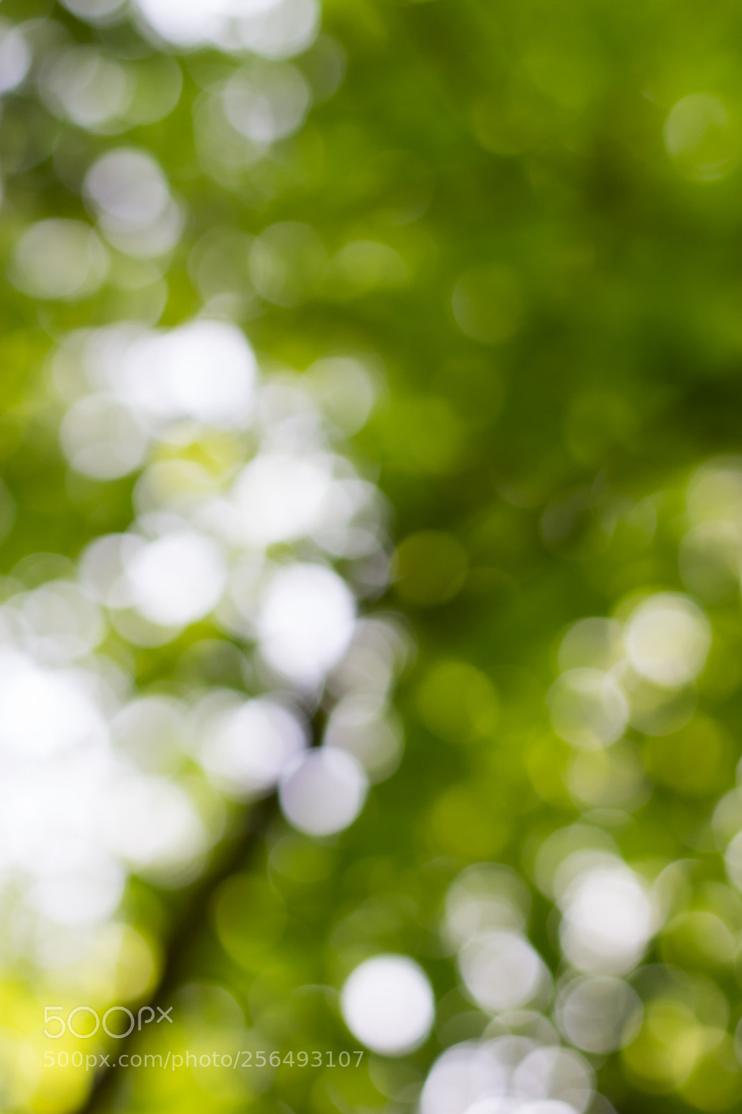 Canon EOS 100D (EOS Rebel SL1 / EOS Kiss X7) sample photo. Bokeh of leafs photography