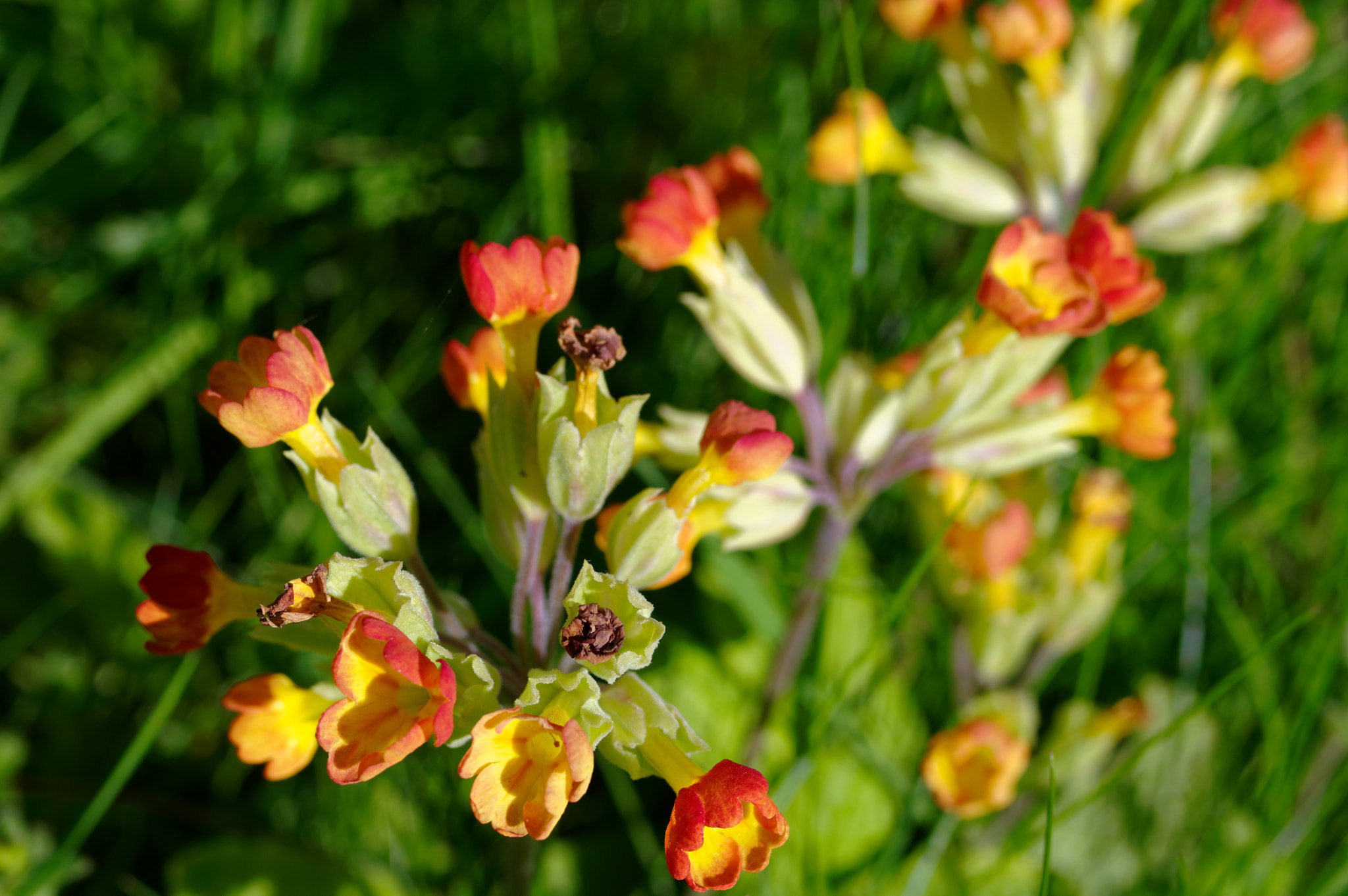 Pentax K-3 II sample photo. Pentax 50mm macro.wild flowers, photography