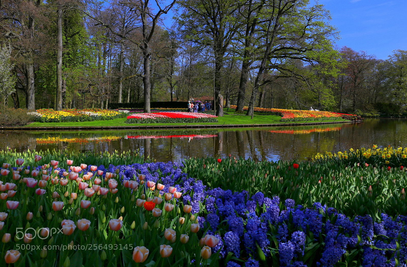 Canon EF 24-70mm F4L IS USM sample photo. Keukenhof photography