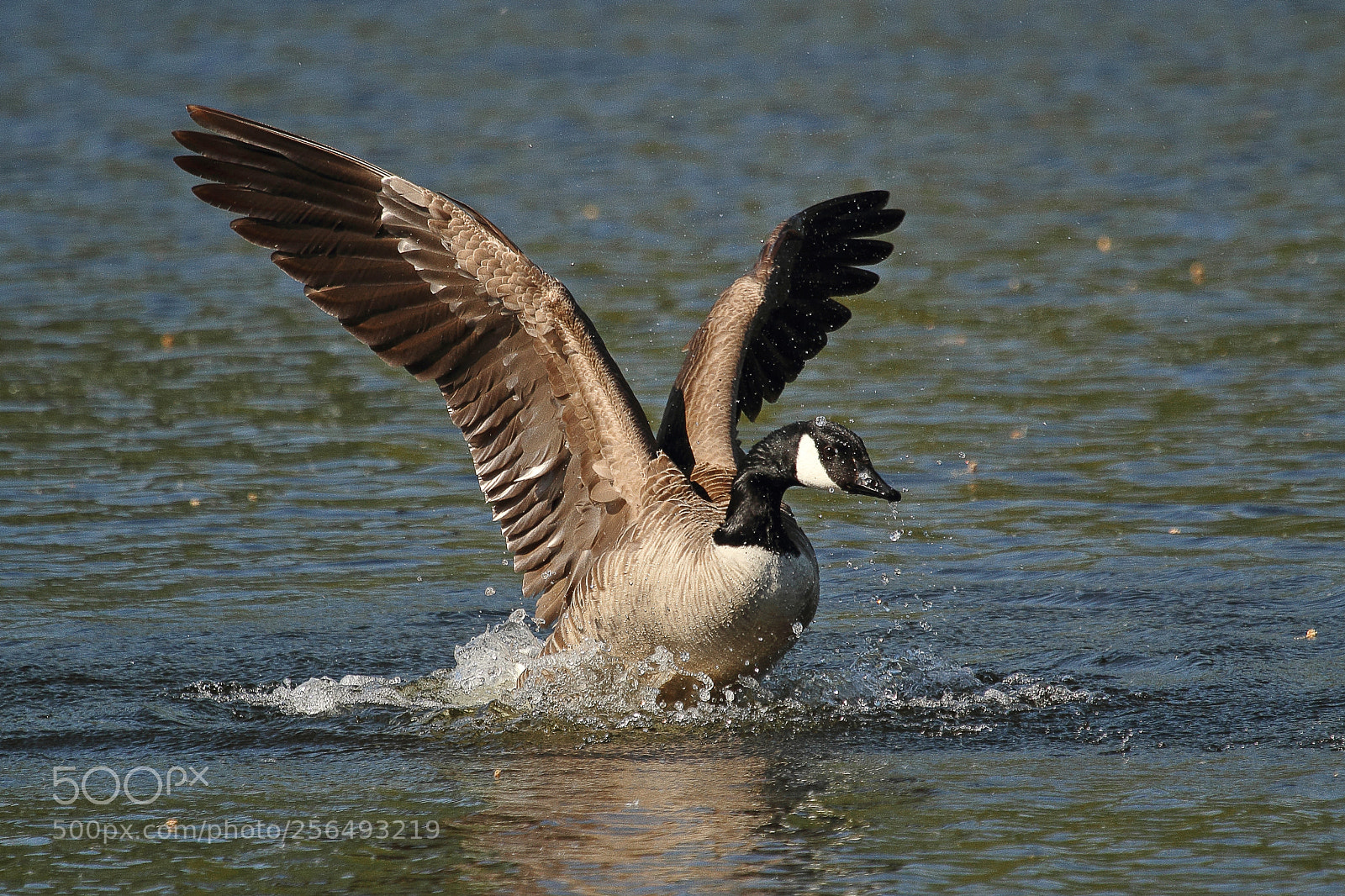 Canon EOS 7D sample photo. Branta canadensis,goose, canadese gans photography