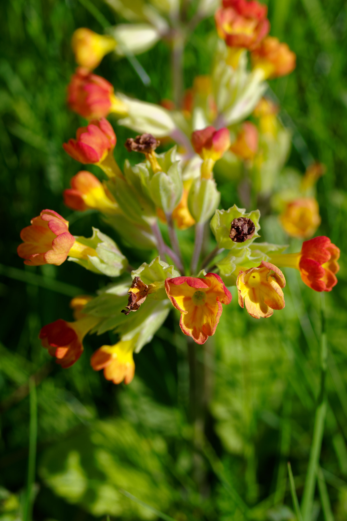 Pentax K-3 II sample photo. Pentax 50mm macro.wild flowers, photography