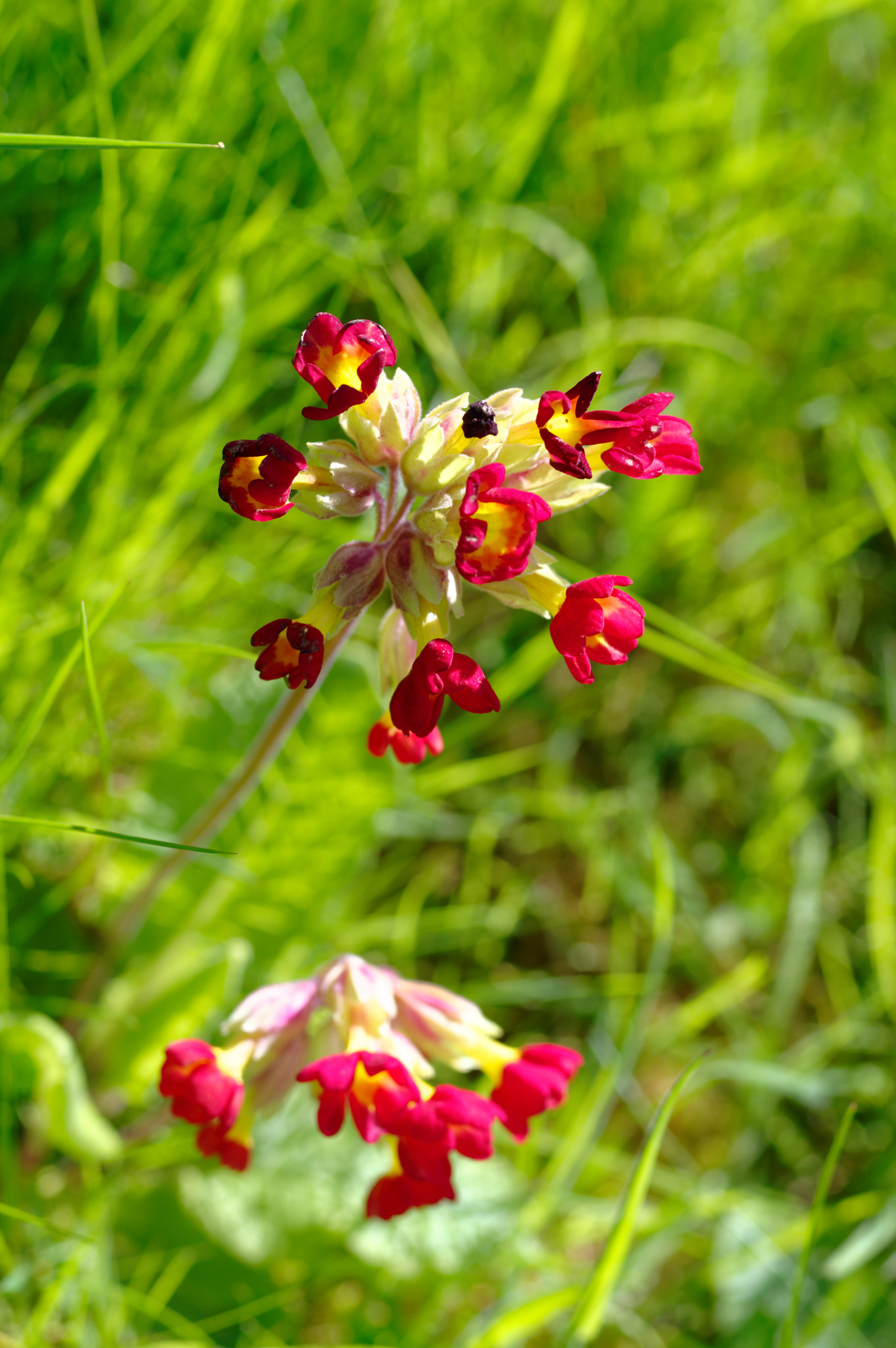 Pentax K-3 II sample photo. Pentax 50mm macro.wild flowers, photography