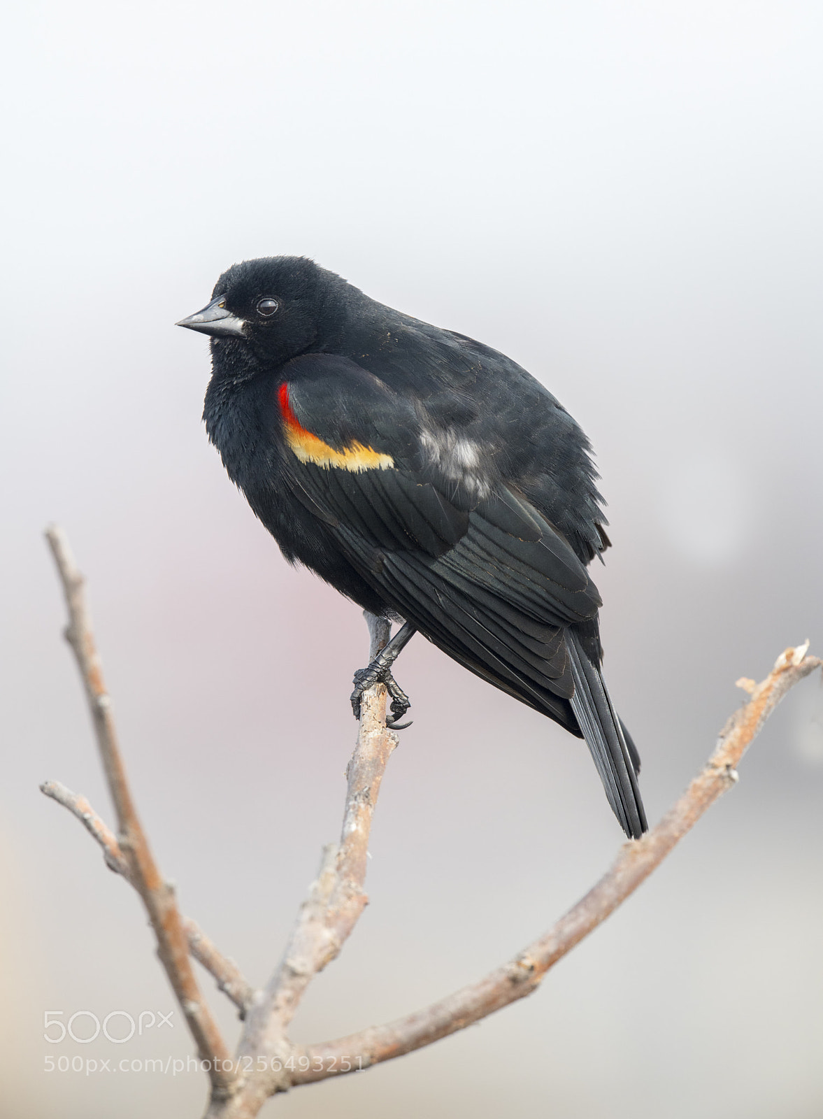 Nikon D850 sample photo. Red-winged blackbird photography