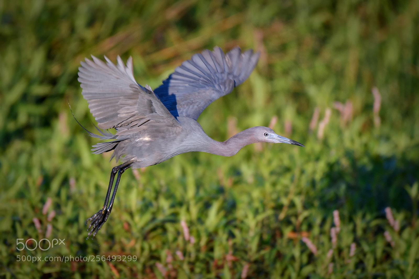 Nikon D500 sample photo. Little blue heron with photography