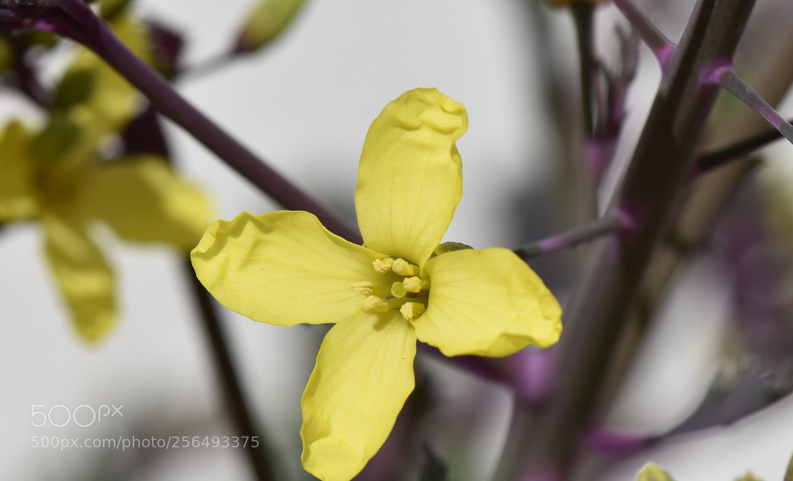 Nikon D7200 sample photo. Flor amarilla photography