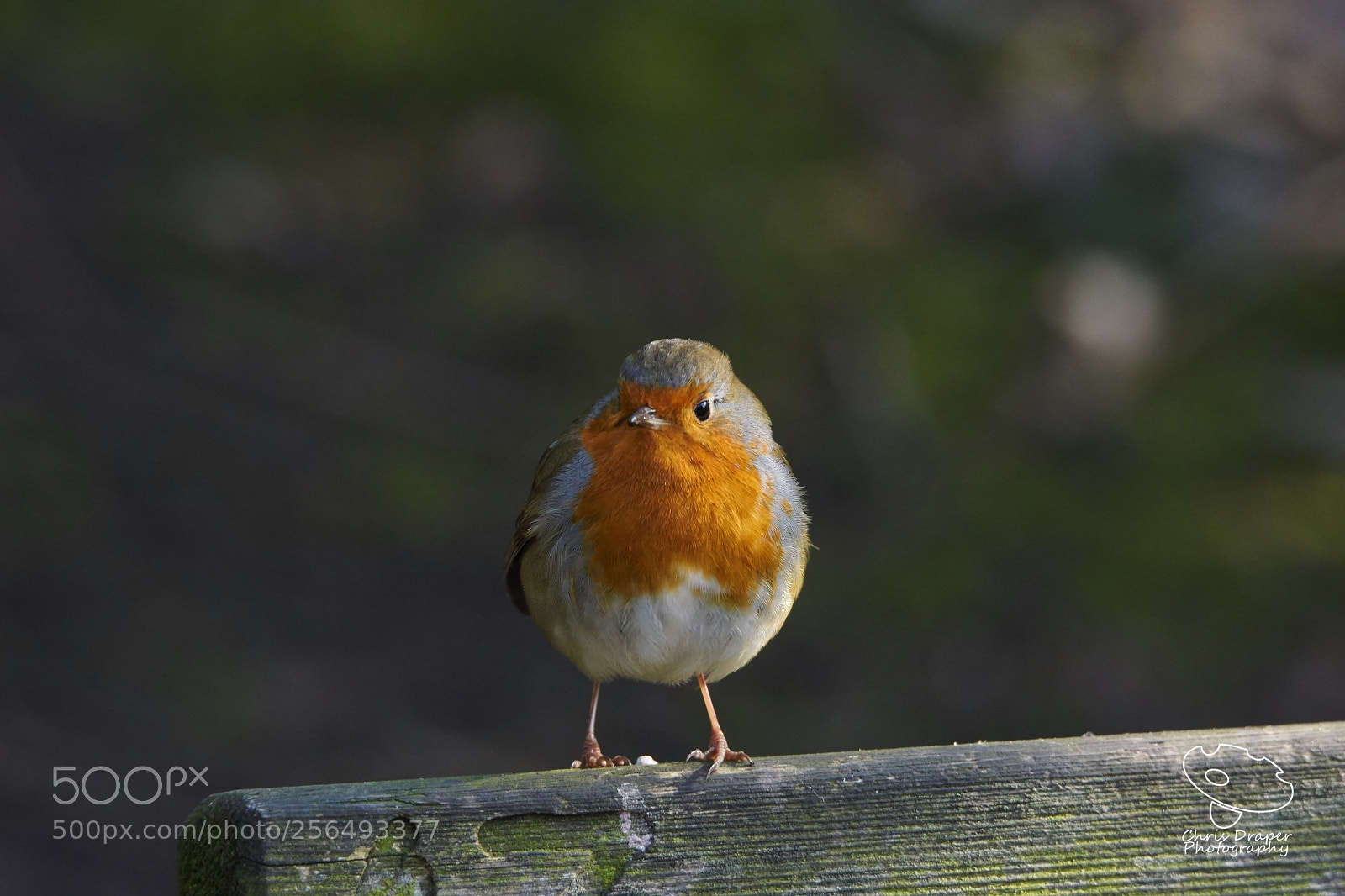 Sony ILCA-77M2 sample photo. Robin photography