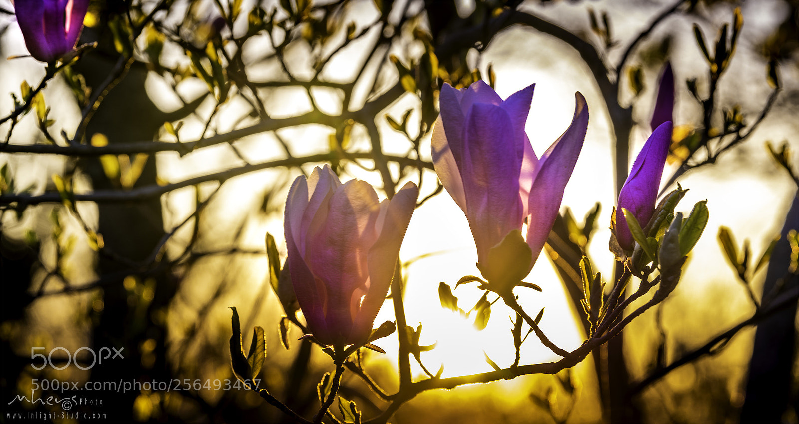Nikon D850 sample photo. Untitled photography