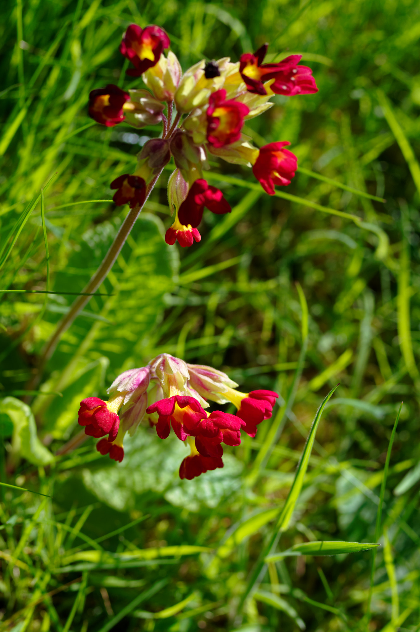 Pentax smc D-FA 50mm F2.8 Macro sample photo. Pentax 50mm macro.wild flowers, photography