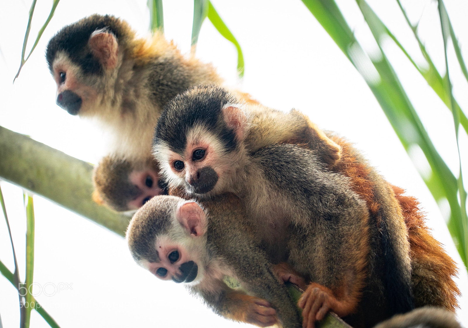 Sony a7S II sample photo. Squirrel monkeys & their babies photography