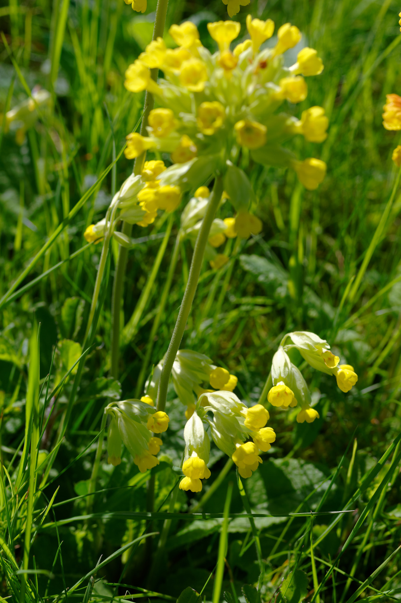 Pentax K-3 II sample photo. Pentax 50mm macro.wild flowers, photography